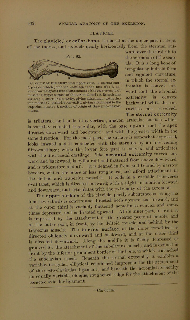 Clavicle of the right side, upper view. 1, sternal end; 2, portion which joins the cartilage of the first rib; 3, an- terior convexity and line of attachment ofthe greater pectoral muscle; 4, upper surface of the acromial end; 5, its articular surface; 6, anterior concavity, giving attachment to the del- toid muscle; 7, posterior convexity, giving attachment to the trapezius muscle ; 8, position of origin of thesterno-mastoid muscle. CLAVICLE. The clavicle,' or collar-bone, is placed at the upper part in front of the thorax, and extends nearly hoi’izontally from the sternum out- ward over the first rib to the acromion of the scap- ula. It is a long bone of irregular cylindroid form and sigmoid curvature, in which the sternal ex- tremity is convex for- ward and the acromial extremity is convex backward, while the con- cavities are reversed. The sternal extremity is trilateral, and ends in a vertical, uneven, articular surface, which is vai’iably rounded triangular, with the base upward and the apex directed downward and backward ; and with the greater width in the same direction. For the most part, the surface is somewhat depressed, looks inward, and is connected with the sternum by an intervening fibro-cartilage; while the lower fore part is convex, and articulates Avith the first costal cartilage. The acromial extremity curves out- ward and backward, is cylindroid and flattened from above downward, and is widest fore and aft. It is defined in front and behind by narrow borders, which are more or less roughened, and afford attachment to the deltoid and trapezius muscles. It ends in a variable transverse oval facet, which is directed outward; with a slight inclination forward and downward, and articulates with the extremity of the acromion. The upper surface of the clavicle, partly subcutaneous, along the inner two-thirds is convex and directed both upward and forward, and at the outer third is variably flattened, sometimes convex and some- times depressed, and is directed upward. At its inner part, m front, it is impressed by the attachment of the greater pectoral muscle, and at the outer part, in front, by the deltoid muscle, and behind, by the trapezius muscle. The inferior surface, at the inner two-thirds, is directed obliquely downward and backward, and at the outei t nr is directed downward. Along the middle it is feebly depie&se or grooved for the attachment of the subclavius muscle, and is defined m front by the inferior prominent border of the bone, to which is attache the subclavian fascia. Beneath the sternal extiemity it exhi its a variable, irregular, elliptical, roughened impression for the attachment of the costo-clavicular ligament; and beneath the acromial cxtremit> an equally variable, oblique, roughened ridge for the attachment o le coraco-clavicular ligament. 1 Clavicula.