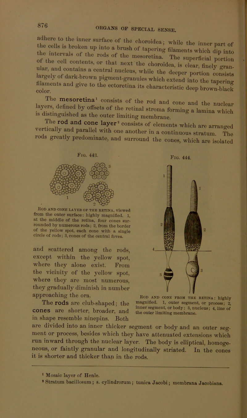 ORGANS OF SPECIAL SENSE. 'T while the inner part of t e hleV filaments which dip into It inteiyals of the rods of the mesoretina. The superficial portion 0 the cell contents, or that next the choroidea, is clear, finely gran- htdv o^ P^'-tion Consists laigelyof da k-brown pigment-granules which extend into the tanerin^r hlaments and give to the ectoretina its characteristic deep brown black 1 of the rod and cone and the nuclear 1 yers, defined by offsets of the retinal stroma forming a lamina which 18 distinguished as the outer limiting membrane. The rod and cone layer* consists of elements which are arranged vertically and parallel with one another in a continuous stratum. The rods greatly predominate, and surround the cones, which are isolated Fig. 443. Fig. 444. Rod and cone layer of the retina, viewed from the outer surface: highly magnified. 1, at the middle of the retina, four cones sur- rounded by numerous rods; 2, from the border of the yellow spot, each cone with a single circle of rods; 3, cones of the central fovea. and scattered among the rods, except within the yellow spot, where they alone exist. From the vicinity of the yellow spot, where they are most numerous, they gradually diminish in number approaching the ora. The rods are club-shaped; the cones are shorter, broader, and in shape resemble ninepins. Both are divided into an inner thicker segment or body and an outer seg- ment or process, besides which they have attenuated extensions which run inward through the nuclear layer. The body is elliptical, homoge- neous, or faintly granular and longitudinally striated. In the cones it is shorter and thicker than in the rods. Rod and cone from the retina: highly magnified. 1, outer segment, or process; 2, inner segment, or body; 3, nucleus; 4, line of the outer limiting membrane. * Mosaic layer of Henle. * Stratum bacillosum; s. cylindrorum ; tunica Jacobi; membrana Jacobiana.