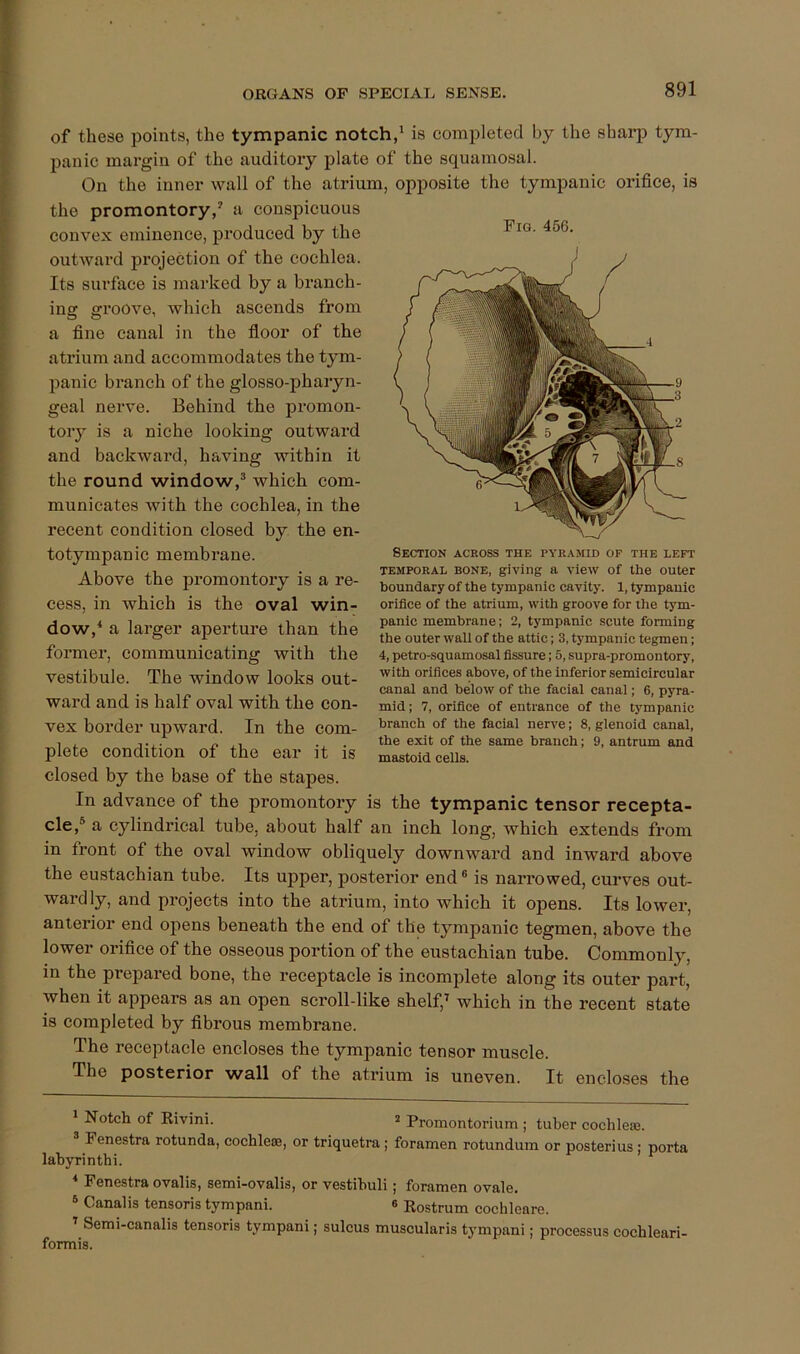 of these points, the tympanic notch,^ is completed by the sharp tym- panic margin of the auditory plate of the squamosal. On the inner wall of the atrium, opposite the tympanic orifice, is the promontory,' a conspicuous convex eminence, pi’oduced by the outward projection of the cochlea. Its surface is marked by a branch- inff ffroove, which ascends from a fine canal in the floor of the atrium and accommodates the tym- panic branch of the glosso-pharyn- geal nerve. Behind the promon- tory is a niche looking outward and backward, having within it the round window,® which com- municates with the cochlea, in the recent condition closed by the en- totympanic membrane. Above the promontory is a re- cess, in which is the oval win- dow,‘ a larger aperture than the former, communicating with the vestibule. The window looks out- ward and is half oval with the con- vex border upward. In the com- plete condition of the ear it is closed by the base of the stapes. Pig. 456. Section across the pyramid of the left TEMPORAL BONE, giving a view of the outer boundary of the tympanic cavity. 1, tympanic orifice of the atrium, with groove for the tym- panic membrane; 2, tympanic scute forming the outer wall of the attic; 3, tympanic tegmen; 4, petro-squamosal fissure; 5, supra-promontory, with orifices above, of the inferior semicircular canal and below of the facial canal; 6, pyra- mid; 7, orifice of entrance of the tympanic branch of the facial nerve; 8, glenoid canal, the exit of the same branch; 9, antrum and mastoid cells. In advance of the promontory is the tympanic tensor recepta- cle,® a cylindrical tube, about half an inch long, which extends from in front of the oval window obliquely downward and inward above the eustachian tube. Its upper, posterior end ® is narrowed, curves out- wardly, and projects into the atrium, into which it opens. Its lower, anterior end opens beneath the end of the tympanic tegmen, above the lower orifice of the osseous portion of the eustachian tube. Commonly, in the prepared bone, the receptacle is incomplete along its outer part, when it appears as an open scroll-like shelf,' which in the recent state is completed by fibrous membrane. The receptacle encloses the tympanic tensor muscle. The posterior wall of the atrium is uneven. It encloses the ' Notch of Rivini. 2 Promontorium ; tuber cochleae. ® Fenestra rotunda, cochleae, or triquetra; foramen rotundum or posterius; porta labyrinth!. * Fenestra ovalis, semi-ovalis, or vestihuli; foramen ovale. ® Canalis tensoris tympani. ® Rostrum cochleare. ' Semi-canalis tensoris tympani; sulcus muscularis tympani; processus cochleari- formis.