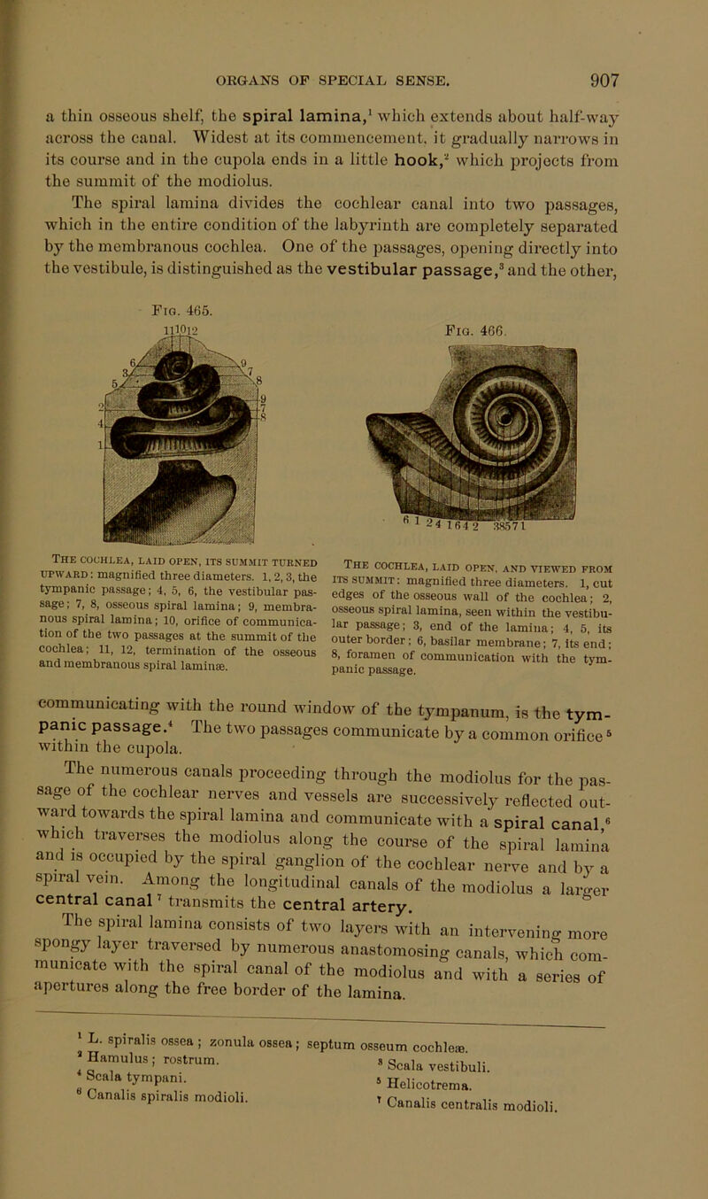 a thin osseous shelf, the spiral lamina,’ which extends about half-way across the canal. Widest at its commencement, it gradually narrows in its course and in the cupola ends in a little hook,'’ which projects from the summit of the modiolus. The spiral lamina divides the cochlear canal into two passages, which in the entire condition of the labyrinth are completely separated by the membranous cochlea. One of the passages, opening directly into the vestibule, is distinguished as the vestibular passage,® and the other, Fig. 465. The cochlea, laid open, its sumsiit turned UPWARD; magnified three diameters. 1,2,3, the tympanic passage; 4, 5, 6, the vestibular pas- sage; 7, 8, osseous spiral lamina; 9, membra- nous spiral lamina; 10, orifice of communica- tion of the two passages at the summit of the cochlea; 11, 12, termination of the osseous and membranous spiral laminae. Pig. 466. The cochlea, laid open, and ■viewed from ITS SUMMIT: magnified three diameters. 1, cut edges of the osseous wall of the cochlea; 2, osseous spiral lamina, seen within the vestibu- lar passage; 3, end of the lamina; 4, 5, its outer border; 6, basilar membrane; 7, its end; 8, foramen of communication with the tym- panic passage. communicating with the round window of the tympanum, is the tym- panic passageThe two passages communicate by a common orifice ® within the cupola. The numerous canals proceeding through the modiolus for the pas- sage of the cochlear nerves and vessels are successively reflected out- ward towards the spiral lamina and communicate with a spiral canal ® which traverses the modiolus along the course of the spiral lamink and is occupied by the spiral ganglion of the cochlear nerve and by a spiral vein. Among the longitudinal canals of the modiolus a larger central canal ’’ transmits the central artery. The spiral lamina consists of two layers with an intervening more sponp layer traversed by numerous anastomosing canals, which com- municate with the spiral canal of the modiolus and with a series of apertures along the free border of the lamina. ’ L. spiralis ossea ; zonula ossea; ’ Hamulus; rostrum. * Scala tympani. * Canalis spiralis modioli. septum osseum cochleae. * Scala vestibuli. * Helicotrema. ^ Canalis centralis modioli.