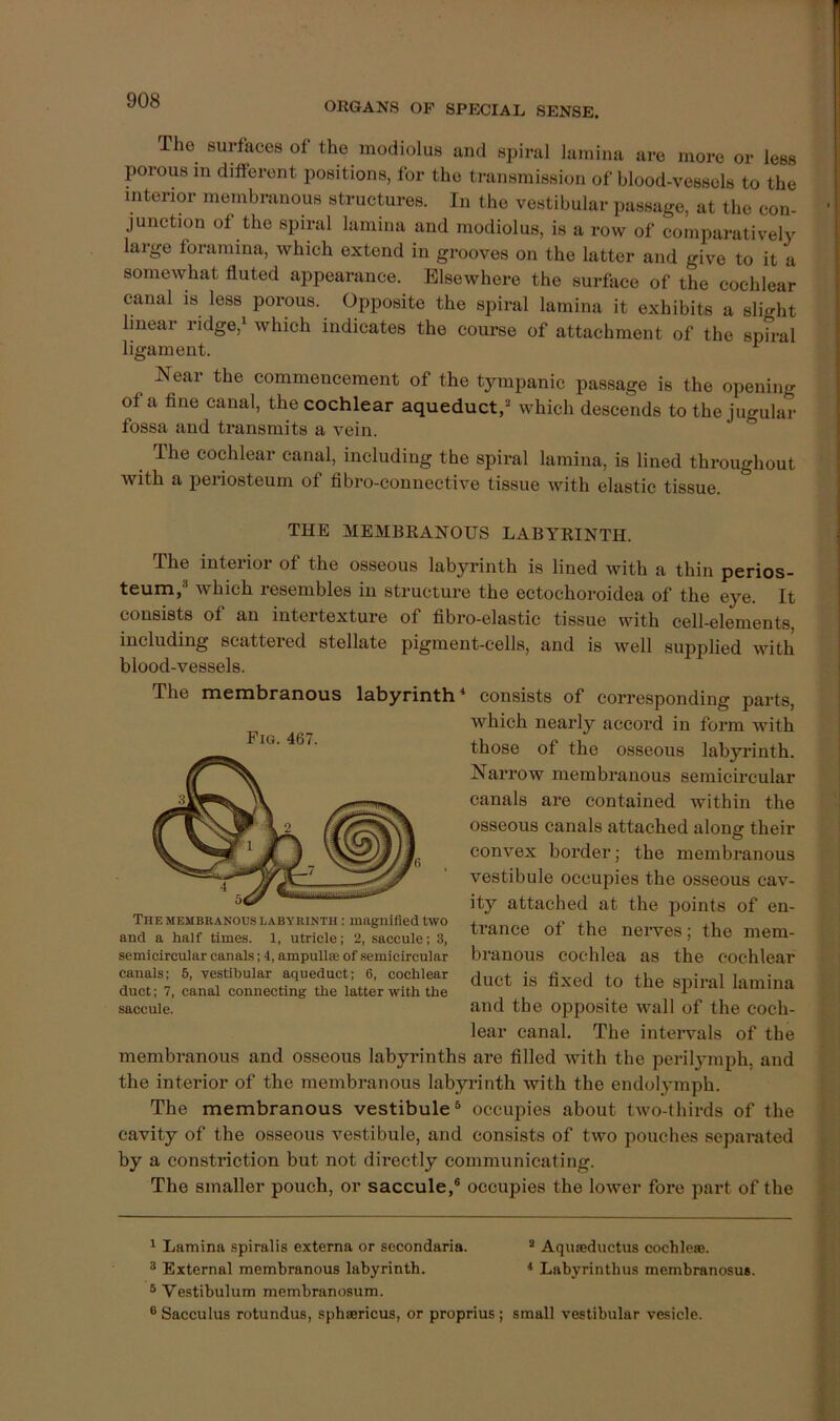 ORGANS OF SPECIAL SENSE. The surfaces of the modiolus and sjural lamina are more or less porous in different positions, for the transmission of blood-vessels to the interior membranous structures. In the vestibular passage, at the con- junction of the spiral lamina and modiolus, is a row of comparatively large foramina, which extend in grooves on the latter and give to it a somewhat fluted appearance. Elsewhere the surface of the cochlear canal is less porous. Opposite the spiral lamina it exhibits a slight linear ridge,i which indicates the coui’se of attachment of the spiral ligament. ^ Near the commencement of the tympanic passage is the opening of a fine canal, the cochlear aqueduct,* which descends to the jugular fossa and transmits a vein. The cochlear canal, including the spiral lamina, is lined throughout with a periosteum of fibro-connective tissue with elastic tissue. THE MEMBRANOUS LABYRINTH. The inteiioi of the osseous labyrinth is lined with a thin perios- teum, which resembles in structure the ectochoroidea of the eye. It consists of an intertexture of fibro-elastic tissue with cell-elements, including scattered stellate pigment-cells, and is well supplied with blood-vessels. The membranous labyrinth* consists of corresponding parts, membranous and osseous labyrinths are filled with the periljunph, and the interior of the membranous labyi-inth with the endolymph. The membranous vestibule^ occupies about two-thirds of the cavity of the osseous vestibule, and consists of two pouches separated by a constriction but not directly communicating. The smaller pouch, or saccule,® occupies the lower fore part of the 1 Lamina .spiralis externa or secondaria. * Aquseductus cochleae. ® External membranous labyrinth. * Labyrinthus membranosus. ® Vestibulum membranosum. ® Sacculus rotundas, sphaericus, or proprius; small vestibular vesicle. The MEMBRANOUS LABYRINTH : magnified two and a half times. 1, utricle; 2, saccule: 3, semicircular canals; 4, ampullae of semicircular canals; 6, vestibular aqueduct; 6, cochlear duct; 7, canal connecting the latter with the saccule. Fig. 467. which nearly accord in form with those of the osseous labyrinth. Narrow membranous semicircular canals are contained within the osseous canals attached along their convex border; the membranous vestibule occujjies the osseous cav- ity attached at the points of en- trance of the nerves; the mem- branous cochlea as the cochlear duct is fixed to the s^jiral lamina and the opposite wall of the coch- lear canal. The intervals of the