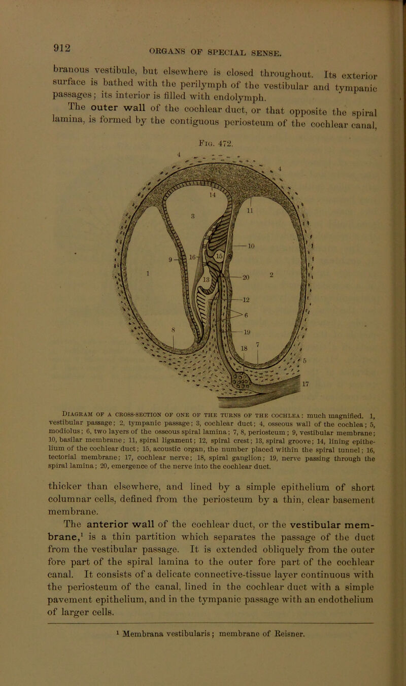 ORGANS OP SPECIAL SENSE. branous vestibule, but elsewhere is closed throughout. Its exterior surface is bathed with the perilymph of the vestibular and tympanic passages; its interior is filled with endolymph. The outer wall of the cochlear duct, or that opposite the spiral lamina, is formed by the contiguous periosteum of the cochlear canal, Fia. 472. 4 Diagram of a cross-section of one of the turns of the cochlea: much magnified. 1, vestibular passage; 2, tympanic passage: 3, cochlear duct; 4, osseous wall of the cochlea; 5, modiolus: 6, two layers of the osseous spiral lamina; 7, 8, periosteum; 9, vestibular membrane; 10, basilar membrane; 11, spiral ligament; 12, spiral crest; 13, spiral groove; 14, lining epithe- lium of the cochlear duct; 15, acoustic organ, the number placed within the spiral tunnel; 16, tectorial membrane; 17, cochlear nerve; 18, spiral ganglion; 19, nerve passing through the spiral lamina; 20, emergence of the nerve into the cochlear duct. thicker than elsewhere, and lined by a simple epithelium of short columnar cells, defined from the periosteum by a thin, clear basement membrane. The anterior wall of the cochlear duet, or the vestibular mem- brane,* is a thin partition which separates the passage of the duct from the vestibular passage. It is extended obliquely from the outer fore part of the spiral lamina to the outer fore part of the cochlear canal. It consists of a delicate connective-tissue layer continuous with the periosteum of the canal, lined in the cochlear duct with a simple pavement epithelium, and in the tympanic passage with an endothelium of larger cells. 1 Membrana vestibularis; membrane of Reisner.