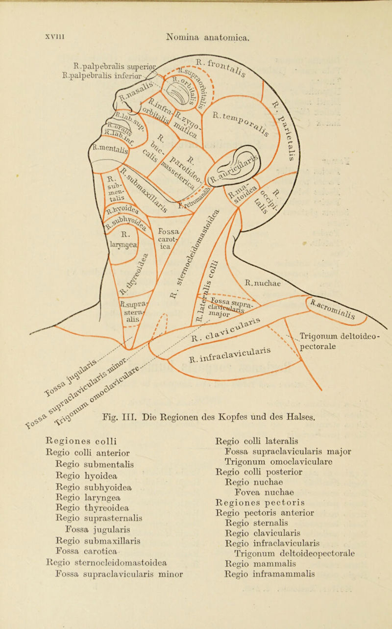 Regiones colli Regio colli anterior Regio submentalis Regio hyoidea Regio subhyoidea Regio laryngea Regio thyreoidea Regio suprasternalis Fossa jugularis Regio submaxillaris Fossa carotica Regio sternocleidomastoidea Fossa supraclavicularis minor Regio colli lateralis Fossa supraclavicularis major Trigonum omoclaviculare Regio colli posterior Regio nuchae Fovea nuchae Regiones pectoris Regio pectoris anterior Regio sternalis Regio clavicularis Regio infraclavicularis Trigonum deltoideopectorale Regio mammalis Regio inframammalis