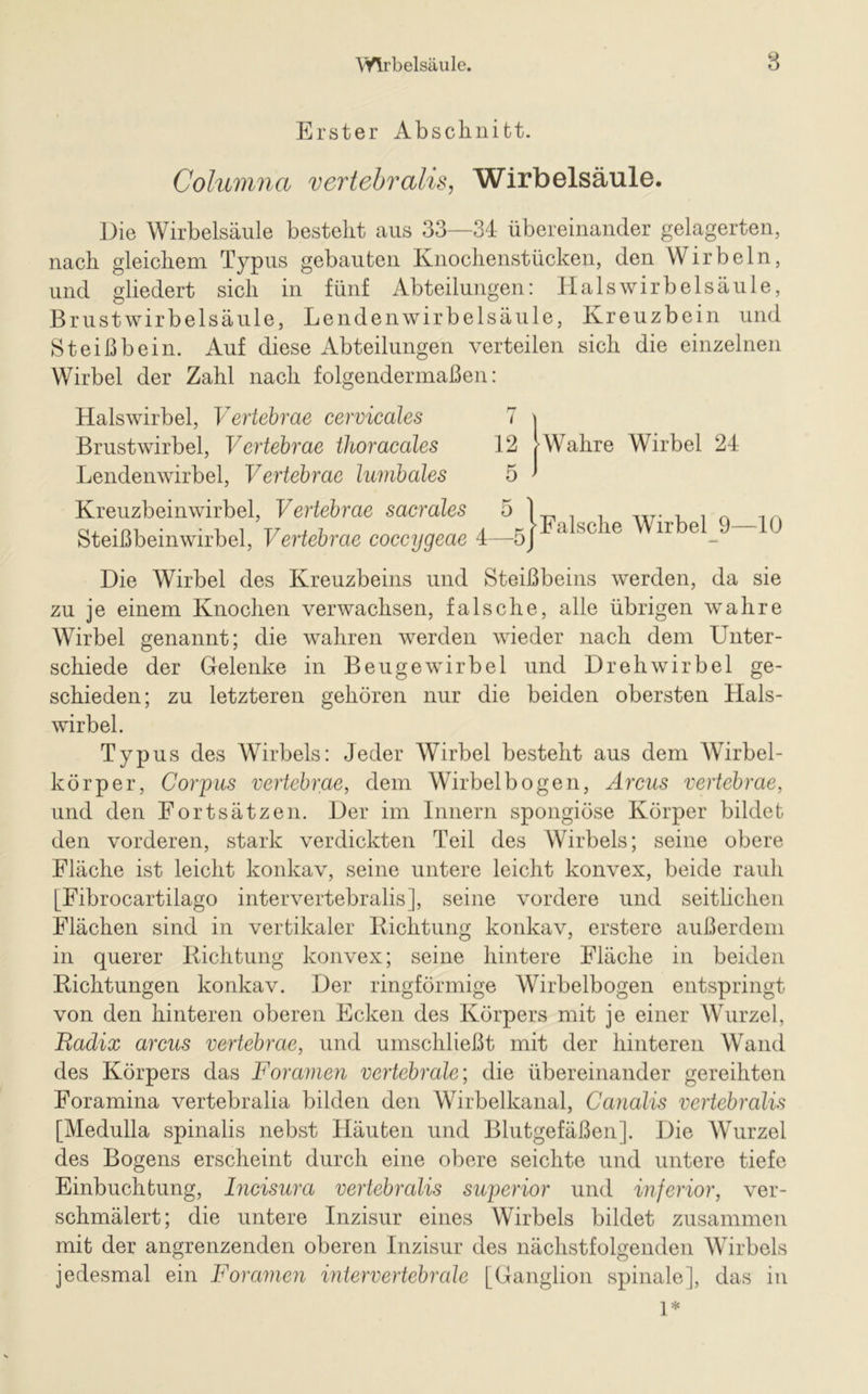 Erster Abschnitt. Columna vertebralis, Wirbelsäule. Die Wirbelsäule bestellt aus 33—34 übereinander gelagerten, nach gleichem Typus gebauten Knochenstücken, den Wirbeln, und gliedert sich in fünf Abteilungen: Halswirbelsäule, Brustwirbelsäule, Lendenwirbelsäule, Kreuzbein und Steißbein. Auf diese Abteilungen verteilen sich die einzelnen Wirbel der Zahl nach folgendermaßen: Halswirbel, Vertebrae cervicales Brustwirbel, Vertebrae thoracales Lendenwirbel, Vertebrae lumbales 12 AVahre Wirbel 24 Kreuzbeinwirbel, Vertebrae sacrales Steißbeinwirbel, Vertebrae coccygeae !_ HFalsche Wirbel 9—10 Die Wirbel des Kreuzbeins und Steißbeins werden, da sie zu je einem Knochen verwachsen, falsche, alle übrigen wahre Wirbel genannt; die wahren werden wieder nach dem Unter- schiede der Gelenke in Beuge wirb el und Dreh wir bei ge- schieden; zu letzteren gehören nur die beiden obersten Hals- wirbel. Typus des AVirbels: Jeder Wirbel besteht aus dem Wirbel- körper, Corpus vertebrae, dem Wirbelbogen, Arcus vertebrae, und den Fortsätzen. Der im Innern spongiöse Körper bildet den vorderen, stark verdickten Teil des Wirbels; seine obere Fläche ist leicht konkav, seine untere leicht konvex, beide rauh [Fibrocartilago intervertebralis], seine vordere und seitlichen Flächen sind in vertikaler Richtung konkav, erstere außerdem in querer Richtung konvex; seine hintere Fläche in beiden Richtungen konkav. Der ringförmige Wirbelbogen entspringt von den hinteren oberen Ecken des Körpers mit je einer Wurzel, Badix arcus vertebrae, und umschließt mit der hinteren Wand des Körpers das Bor amen vertebrale; die übereinander gereihten Foramina vertebralia bilden den Wirbelkanal, Canalis vertebralis [Medulla spinalis nebst Häuten und Blutgefäßen ]. Die Wurzel des Bogens erscheint durch eine obere seichte und untere tiefe Einbuchtung, Incisura vertebralis superior und inferior, ver- schmälert; die untere Inzisur eines Wirbels bildet zusammen mit der angrenzenden oberen Inzisur des nächstfolgenden Wirbels jedesmal ein Foramen intervertebrale [Ganglion spinale], das in 1*
