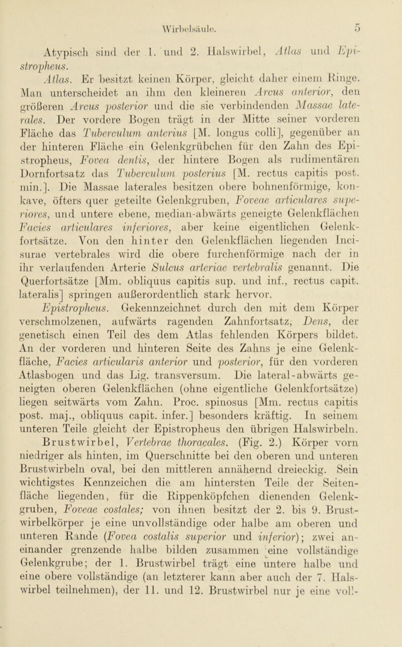 Atypisch sind der 1. und 2. Halswirbel, Atlas und Epi- stropheus. Atlas. Er besitzt keinen Körper, gleicht daher einem Ringe. Man unterscheidet an ihm den kleineren Arcus anterior, den größeren Arcus posterior und die sie verbindenden Massae late- rales. Der vordere Bogen trägt in der Mitte seiner vorderen Fläche das Tuberculum anterius [M. longus colli], gegenüber an der hinteren Fläche ein Gelenkgrübchen für den Zahn des Epi- stropheus, Fovea dentis, der hintere Bogen als rudimentären Dornfortsatz das Tuberculum posterius [M. rectus capitis post, min.]. Die Massae laterales besitzen obere bohnenförmige, kon- kave, öfters quer geteilte Gelenkgruben, Foveae articulares supe- riores, und untere ebene, median-abwärts geneigte Gelenkflächen Facies articulares inferiores, aber keine eigentlichen Gelenk- fortsätze. Von den hinter den Gelenkflächen liegenden Inci- surae vertebrales wird die obere furchenförmige nach der in ihr verlaufenden Arterie Sidcus artcriae vertebralis genannt. Die Querfortsätze [Mm. obliquus capitis sup. und inf., rectus capit. lateralis] springen außerordentlich stark hervor. Epistropheus. Gekennzeichnet durch den mit dem Körper verschmolzenen, aufwärts ragenden Zahnfortsatz, Dens, der genetisch einen Teil des dem Atlas fehlenden Körpers bildet. An der vorderen und hinteren Seite des Zahns je eine Gelenk- fläche, Facies articularis anterior und posterior, für den vorderen Atlasbogen und das Lig. transversum. Die lateral-abwärts ge- neigten oberen Gelenkflächen (ohne eigentliche Gelenkfortsätze) liegen seitwärts vom Zahn. Proc. spinosus [Mm. rectus capitis post, maj., obliquus capit. infer.] besonders kräftig. In seinem unteren Teile gleicht der Epistropheus den übrigen Halswirbeln. Brustwirbel, Vertebrae thoracales. (Fig. 2.) Körper vorn niedriger als hinten, im Querschnitte bei den oberen und unteren Brustwirbeln oval, bei den mittleren annähernd dreieckig. Sein wichtigstes Kennzeichen die am hintersten Teile der Seiten- fläche liegenden, für die Rippenköpfchen dienenden Gelenk- gruben, Foveae costales; von ihnen besitzt der 2. bis 9. Brust- wirbelkörper je eine unvollständige oder halbe am oberen und unteren Rande (Fovea costalis superior und inferior); zwei an- einander grenzende halbe bilden zusammen eine vollständige Gelenkgrube; der 1. Brustwirbel trägt eine untere halbe und eine obere vollständige (an letzterer kann aber auch der 7. Hals- wirbel teilnehmen), der 11. und 12. Brustwirbel nur je eine voll-