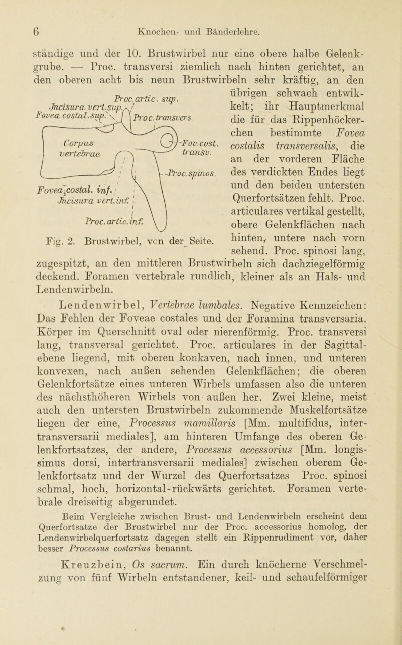 ständige und der 10. Brustwirbel nur eine obere halbe Gelenk- grube. — Proc. transversi ziemlich nach hinten gerichtet, an den oberen acht bis neun Brustwirbeln sehr kräftig, an den übrigen schwach entwik- kelt; ihr Hauptmerkmal die für das Bippenhöcker- chen bestimmte Fovea costalis transversalis, die an der vorderen Fläche des verdickten Endes liegt und den beiden untersten Querfortsätzen fehlt. Proc. articulares vertikal gestellt, obere Gelenkflächen nach hinten, untere nach vorn sehend. Proc. spinosi lang, zugespitzt, an den mittleren Brustwirbeln sich dachziegelförmig deckend. Foramen vertebrale rundlich, kleiner als an Hals- und Lendenwirbeln. Lendenwirbel, Vertebrae lumbales. Negative Kennzeichen: Das Fehlen der Foveae costales und der Foramina transversaria. Körper im Querschnitt oval oder nierenförmig. Proc. transversi lang, transversal gerichtet. Proc. articulares in der Sagittal- ebene liegend, mit oberen konkaven, nach innen, und unteren konvexen, nach außen sehenden Gelenkflächen; die oberen Gelenkfortsätze eines unteren Wirbels umfassen also die unteren des nächsthöheren Wirbels von außen her. Zwei kleine, meist auch den untersten Brustwirbeln zukommende Muskelfortsätze liegen der eine, Processus viamillaris [Mm. multifidus, inter- transversarii mediales], am hinteren Umfange des oberen Ge- lenkfortsatzes, der andere, Processus accessorius [Mm. longis- simus dorsi, intertransversarii mediales] zwischen oberem Ge- lenkfortsatz und der Wurzel des Querfortsatzes Proc. spinosi schmal, hoch, horizontal-rückwärts gerichtet. Foramen verte- brale dreiseitig abgerundet. Beim Vergleiche zwischen Brust- und Lendenwirbeln erscheint dem Querfortsatze der Brustwirbel nur der Proc. accessorius homolog, der Lendenwirbelquerfortsatz dagegen stellt ein Rippenrudiment vor, daher besser Processus costarius benannt. Kreuzbein, Os sacrum. Ein durch knöcherne Verschmel- zung von fünf Wirbeln entstandener, keil- und schaufelförmiger Pt'oc.cü’tic. sirp. JncisvTCL verLsup.s-J Fovea costal sup. \ / j Proc. transvers CorpuA vertebrae. yi'Fov.cost. transv. Proc. spinös. Fovea tcostal. inf. / Jhcisura vcrt.inf. ■ i i Proc. artic. inf.