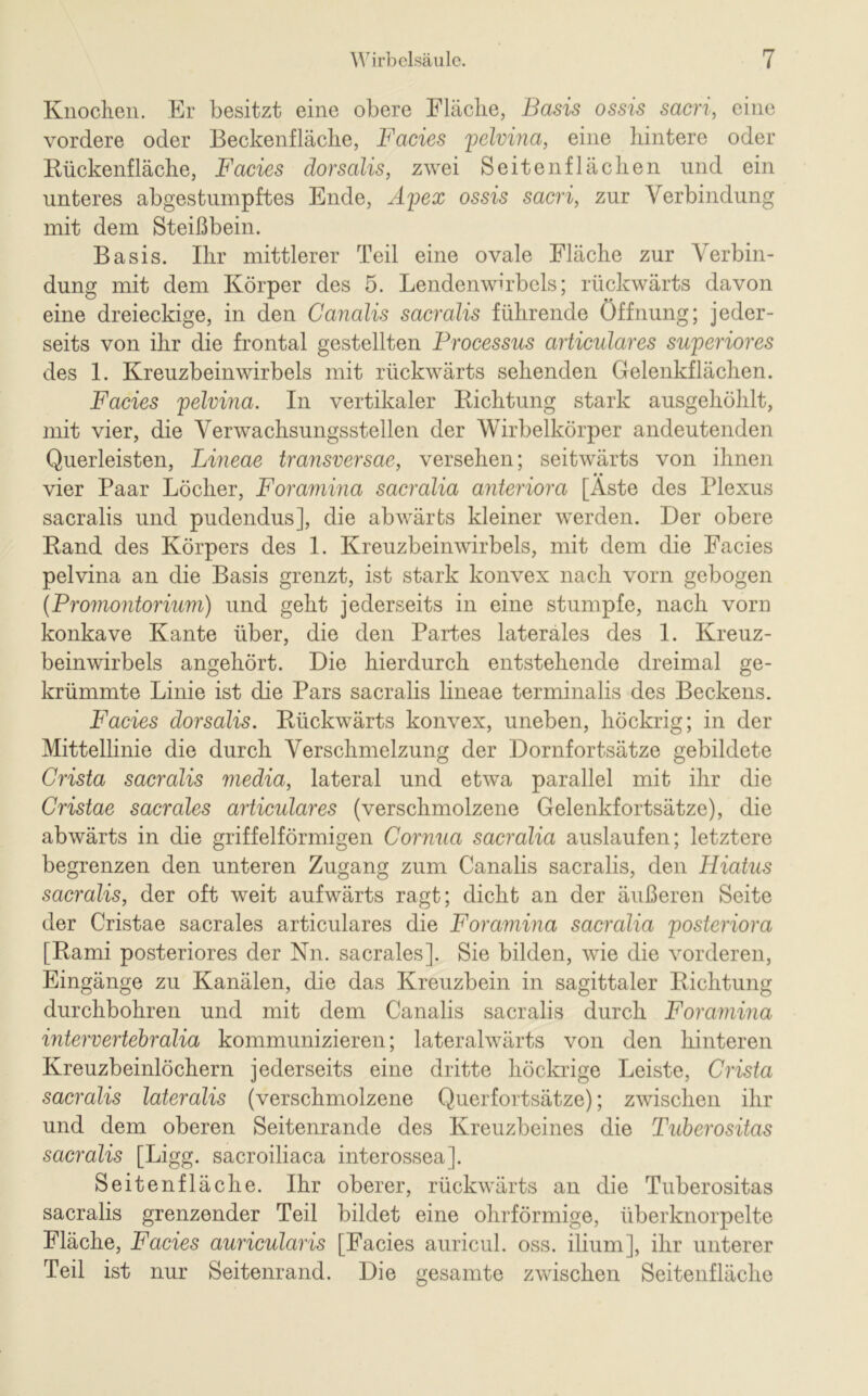 Knochen. Er besitzt eine obere Fläche, Basis ossis sacri, eine vordere oder Beckenfläche, Facies pelvina, eine hintere oder Rückenfläche, Facies dorsalis, zwei Seitenflächen und ein unteres abgestumpftes Ende, Apex ossis sacri, zur Verbindung mit dem Steißbein. Basis. Ihr mittlerer Teil eine ovale Fläche zur Verbin- dung mit dem Körper des 5. Lendenwirbels; rückwärts davon eine dreieckige, in den Canalis sacralis führende Öffnung; jeder- seits von ihr die frontal gestellten Processus articulares superiores des 1. Kreuzbeinwirbels mit rückwärts sehenden Gelenkflächen. Facies pelvina. In vertikaler Richtung stark ausgehöhlt, mit vier, die Verwachsungsstellen der Wirbelkörper andeutenden Querleisten, Lineae transversae, versehen; seitwärts von ihnen vier Paar Löcher, Foramina sacralia anteriora [Äste des Plexus sacralis und pudendus], die abwärts kleiner werden. Der obere Rand des Körpers des 1. Kreuzbeinwirbels, mit dem die Facies pelvina an die Basis grenzt, ist stark konvex nach vorn gebogen (Promontorium) und geht jederseits in eine stumpfe, nach vorn konkave Kante über, die den Partes laterales des 1. Kreuz- beinwirbels angehört. Die hierdurch entstehende dreimal ge- krümmte Linie ist die Pars sacralis lineae terminalis des Beckens. Facies dorsalis. Rückwärts konvex, uneben, höckrig; in der Mittellinie die durch Verschmelzung der Dornfortsätze gebildete Crista sacralis viedia, lateral und etwa parallel mit ihr die Cristae sacrales articulares (verschmolzene Gelenkfortsätze), die abwärts in die griffelförmigen Cornua sacralia auslaufen; letztere begrenzen den unteren Zugang zum Canalis sacralis, den Hiatus sacralis, der oft weit aufwärts ragt; dicht an der äußeren Seite der Cristae sacrales articulares die Foramina sacralia posteriora [Rami posteriores der Nn. sacrales]. Sie bilden, wie die vorderen, Eingänge zu Kanälen, die das Kreuzbein in sagittaler Richtung durchbohren und mit dem Canalis sacralis durch Foramina intervertebralia kommunizieren; lateralwärts von den hinteren Kreuzbeinlöchern jederseits eine dritte höckrige Leiste, Crista sacralis lateralis (verschmolzene Querfortsätze); zwischen ihr und dem oberen Seitenrande des Kreuzbeines die Tuberositas sacralis [Ligg. sacroiliaca interossea]. Seitenfläche. Ihr oberer, rückwärts an die Tuberositas sacralis grenzender Teil bildet eine ohrförmige, überknorpelte Fläche, Facies auricularis [Facies auricul. oss. ilium], ihr unterer Teil ist nur Seitenrand. Die gesamte zwischen Seitenfläche