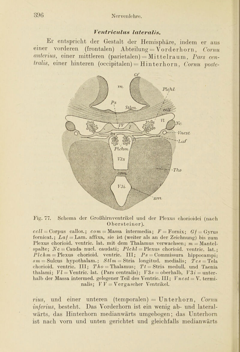 Ventriculus lateralis. Er entspricht der Gestalt der Hemisphäre, indem er aus einer vorderen (frontalen) Abteilung = Vorderhorn, Cornu antcrius, einer mittleren (parietalen) = Mittelraum, Pars cen- tralis, einer hinteren (occipitalen) = Hinterhorn, Cornu postc- VncsL ~Laf -Tho Vicht 'srn Fig. 77. Schema der Großhirn Ventrikel und der Plexus chorioidei (nach Obersteiner). ccll — Corpus callos.; com = Massa intermedia; F = Fornix; Gf = Gyrus fornicat.; ta/ = Lam. affixa, sie ist (weiter als an der Zeichnung) bis zum Plexus chorioid. ventric. lat. mit dem Thalamus verwachsen; m — Mantel- spalte; iVF^Cauda nucl. caudati; Pichl = Plexus chorioid. ventric. lat.; Plchm = Plexus chorioid. ventric. III; Ps = Commissura hippocampi; sm = Sulcus hypothalam.; Stirn — Stria longitud. medialis; Tcs^Tela chorioid. ventric. III; Tho = Thalamus; Tt = Stria medull. und Taenia thalami; VI = Ventric. lat. (Pars centralis); V3s = oberhalb, F3i = unter- halb der Massa intermed. gelegener Teil des Ventric. III; Vncst = V. termi- nalis; V V = Vergascher Ventrikel. rius, und einer unteren (temporalen) = Unterhorn, Cornu inferius, besteht. Das Vorderhorn ist ein wenig ab- und lateral- wärts, das Hinterhorn medianwärts umgebogen; das Unterhorn ist nach vorn und unten gerichtet und gleichfalls medianwärts