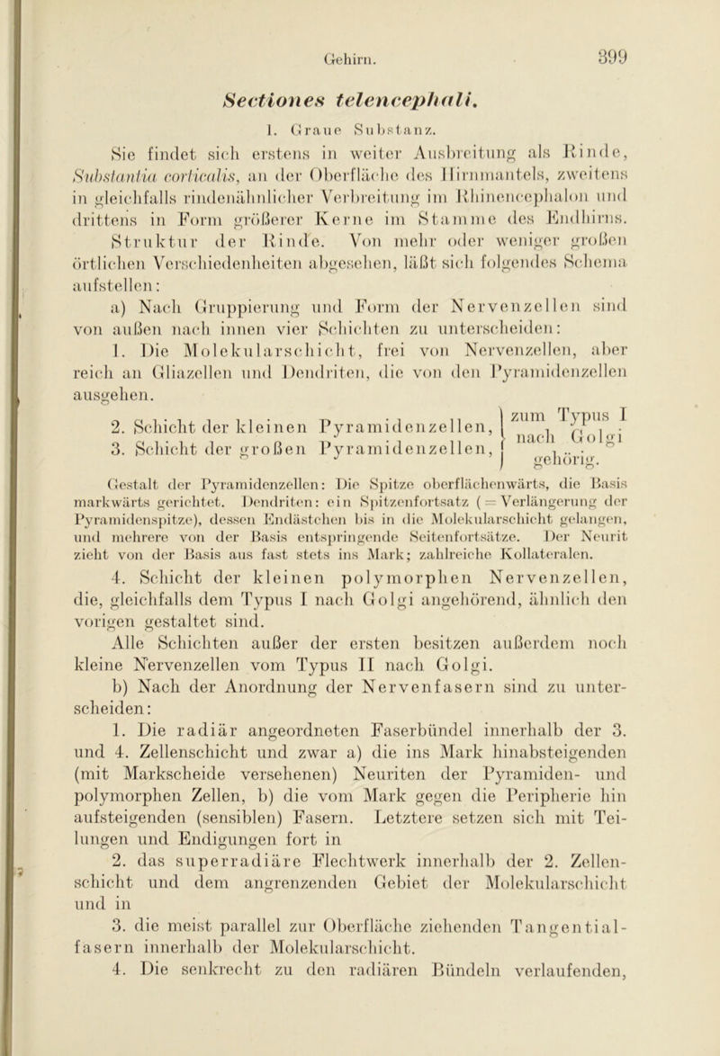 Sectiones telencephali. 1. Graue Substanz. Sie findet sich erstens in weiter Ausbreitung als Kinde, Substantia corticalis, an der Oberfläche des Hirnmantels, zweitens in gleichfalls rindenähnlicher Verbreitung im Rhinencephalon und drittens in Form größerer Kerne im Stamme des Endhirns. Struktur der Kinde. Von mehr oder weniger großen örtlichen Verschiedenheiten abgesehen, läßt sich folgendes Schema auf stellen: a) Nach Gruppierung und Form der Nervenzellen sind von außen nach innen vier Schichten zu unterscheiden: 1. Die Molekularschicht, frei von Nervenzellen, aber reich an Gliazellen und Dendriten, die von den Fyramidenzellen ausgehen. 2. Schicht der kleinen Pyramidenzellen, 3. Schicht der großen Pyramidenzellen, Gestalt der Pyramidenzellen: Die Spitze oberflächenwärts, die Basis markwärts gerichtet. Dendriten: ein Spitzenfortsatz ( = Verlängerung der Pyramidenspitze), dessen Endästchen bis in die Molekularschicht gelangen, und mehrere von der Basis entspringende Seitenfortsätze. Der Neurit zieht von der Basis aus fast stets ins Mark; zahlreiche Kollateralen. zum iypus J ► nach Golgi gehörig. 4. Schicht der kleinen polymorphen Nervenzellen, die, gleichfalls dem Typus I nach Golgi angehörend, ähnlich den vorigen gestaltet sind. Alle Schichten außer der ersten besitzen außerdem noch kleine Nervenzellen vom Typus II nach Golgi. b) Nach der Anordnung der Nervenfasern sind zu unter- scheiden : 1. Die radiär angeordneten Faserbündel innerhalb der 3. und 4. Zellenschicht und zwar a) die ins Mark hinabsteigenden (mit Markscheide versehenen) Neuriten der Pyramiden- und polymorphen Zellen, b) die vom Mark gegen die Peripherie hin aufsteigenden (sensiblen) Fasern. Letztere setzen sich mit Tei- lungen und Endigungen fort in 2. das superradiäre Flechtwerk innerhalb der 2. Zellen- schicht und dem angrenzenden Gebiet der Molekularschicht und in 3. die meist parallel zur Oberfläche ziehenden Tangen Hai- fa sern innerhalb der Molekularschicht. 4. Die senkrecht zu den radiären Bündeln verlaufenden,