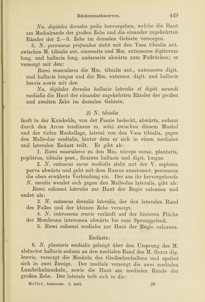 Nn. digitales dorsales pedis hervorgehen, welche die Haut am Medialrande der großen Zehe und die einander zugekehrten Ränder der 2.—5. Zehe im dorsalen Gebiete versorgen. 5. N. peronaeus profundus zieht mit den Vasa tibialia ant. zwischen M. tibialis ant. einerseits und Mm. extensores digitorum long. und hallucis long. anderseits abwärts zum Fußrücken; er versorgt mit den: Bami musculares die Mm. tibialis ant., extensores digit. und hallucis longus und die Mm. extensor. digit. und hallucis brevis sowie mit den Nn. digitales dorsales hallucis lateralis et digiti secundi medialis die Haut der einander zugekehrten Ränder der großen und zweiten Zehe im dorsalen Gebiete. ß) N. tibialis läuft in der Kniekehle, von der Faszie bedeckt, abwärts, sodann durch den Arcus tendineus m. solei zwischen diesem Muskel und der tiefen Muskellage, lateral von den Vasa tibialia, gegen den Malleolus medialis, hinter dem er sich in einen medialen und lateralen Endast teilt. Er gibt ab: 1. Bami musculares zu den Mm. triceps surae, plantaris, popliteus, tibialis post., flexores hallucis und digit. longus. 2. N. cutaneus surae medialis zieht mit der V. saphena parva abwärts und geht mit dem Ramus anastomot. peronaeus die oben erwähnte Verbindung ein. Der aus ihr hervorgehende N. suralis wendet sich gegen den Malleolus lateralis, gibt ab: Bami calcanei laterales zur Haut der Regio calcanea und endet als: 3. N. cutaneus dorsalis lateralis, der den lateralen Rand des Fußes und der kleinen Zehe versorgt. 4. N. interosseus cruris verläuft auf der hinteren Fläche der Membrana interossea abwärts bis zum Sprunggelenk. 5. Bami calcanei mediales zur Haut der Regio calcanea. Endäste: 6. N. plantaris medialis gelangt über den Ursprung des M. abductor hallucis sodann an den medialen Rand des M. flexor dig. brevis, versorgt die Muskeln des Großzehenballens und spaltet sich in zwei Zweige. Der mediale versorgt die zwei medialen Lumbrikalmuskeln, sowie die Haut am medialen Rande der großen Zehe. Der laterale teilt sich in die: Möller, Anatomie. 2. Aufl. 29