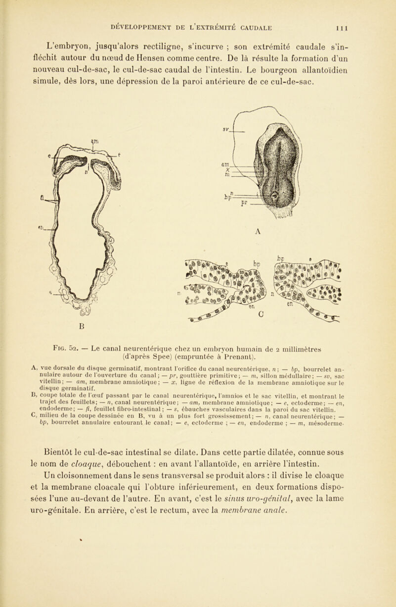 DÉVELOPPEMENT DE l’eXTRÉMITÉ CAUDALE 1 1 1 L’embryon, jusqu’alors rectiligne, s’incurve ; son extrémité caudale s’in- fléchit autour du nœud de Hensen comme centre. De là résulte la formation d’un nouveau cul-de-sac, le cul-de-sac caudal de l’intestin. Le bourgeon allantoïdien simule, dès lors, une dépression de la paroi antérieure de ce cul-de-sac. Fig. 52. — Le canal neurentérique chez un embryon humain de 2 millimètres (d’après Spee) (empruntée à Prenant). A, vue dorsale du disque germinatif, montrant l’orifice du canal neurentérique, n; — bp, bourrelet an- nulaire autour de l’ouverture du canal; — pr, gouttière primitive; — m, sillon médullaire; — sv, sac vitellin; — am, membrane amniotique ; — x, ligne de réflexion de la membrane amniotique sur le disque germinatif. B, coupe totale de l’œuf passant par le canal neurentérique, l’amnios et le sac vitellin, et montrant le trajet des feuillets; — /?, canal neurentérique; — am, membrane amniotique; — e, ectoderme; — en, endoderme; — ft, feuillet fibro-intestinal ; — s, ébauches vasculaires dans la paroi du sac vitellin. C, milieu de la coupe dessinée en B, vu à un plus fort grossissement; — n, canal neurentérique ; — bp, bourrelet annulaire entourant le canal; — e, ectoderme ; — en, endoderme ; — m, mésoderme- Bientôt le cul-de-sac intestinal se dilate. Dans cette partie dilatée, connue sous le nom de cloaque^ débouchent : en avant l’allantoïde, en arrière l’intestin. Un cloisonnement dans le sens transversal se produit alors : il divise le cloaque et la membrane cloacale qui l’obture inférieurement, en deux formations dispo- sées l’une au-devant de l’autre. En avant, c’est le sinus iiro-génilal, avec la lame uro-génitale. En arrière, c’est le rectum, avec la membrane anale.
