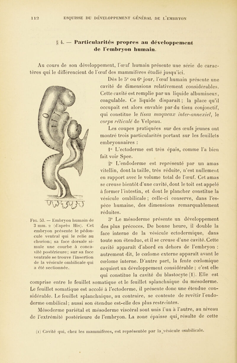 §4. — Particularités propres au développement de l’embryon humain. Au cours de son développement, l’œuf humain présente une série de carac- tères qui le différencient de l'œuf des mammifères étudié jusqu’ici. Dès le 5® ou 6® jour, l’œuf humain présente une cavité de dimensions relativement considérables. Cette cavité est remplie par un liquide albumineux, coagulable. Ce liquide disparaît ; la place qu’il occupait est alors envahie par du tissu conjonctif, qui constitue le tissu muqueux inter-annexiel^ le corps réticulé de Velpeau. Les coupes pratiquées sur des œufs jeunes ont montré trois particularités portant sur les feuillets embryonnaires : 1® L’ectoderme est très épais, comme l’a bien fait voir Spee. 2® L’endoderme est représenté par un amas vitellin, dont la taille, très réduite, n’est nullement en rapport avec le volume total de l’œuf. Cet amas se creuse bientôt d’une cavité, dont le toit est appelé à former l’intestin, et dont le plancher constitue la vésicule ombilicale ; celle-ci conserve, dans l’es- pèce humaine, des dimensions remarquablement réduites. 3® Le mésoderme présente un développement des plus précoces. De bonne heure, il double la face interne de la vésicule ectodermique, dans toute son étendue, et il se creuse d’une cavité. Cette cavité apparaît d’abord en dehors de l’embryon : autrement dit, le cœlome externe apparaît avant le cœlome interne. D’autre part, la fente cœlomique acquiert un développement considérable ; c’est elle qui constitue la cavité du blastocyte (1). Elle est comprise entre le feuillet somatique et le feuillet splanchnique du mésoderme. Le feuillet somatique est accolé à l’ectoderme, il présente donc une étendue con- sidérable. Le feuillet splanchnique, au contraire, se contente de revêtir 1 endo- derme ombilical; aussi son étendue est-elle des plus restreintes. Mésoderme pariétal et mésoderme viscéral sont unis l’un à l’autre, au niveau de l’extrémité postérieure de l’embryon. La zone épaisse qui^ résulte de cette Fig. 53. — Fmljryon liumaiii de 3 mm. 2 (d'après Ilis). Cet embryon présente le pédon- cule ventral qui le relie au chorion; sa face dorsale si- mule une courbe à conca- vité postérieure; sur sa face ventrale se trouve l'insertion de la vésicule ombilicale qui a été sectionnée. h) Cavité qui, chez les mammifères, est représentée par la^vésicule ombilicale.