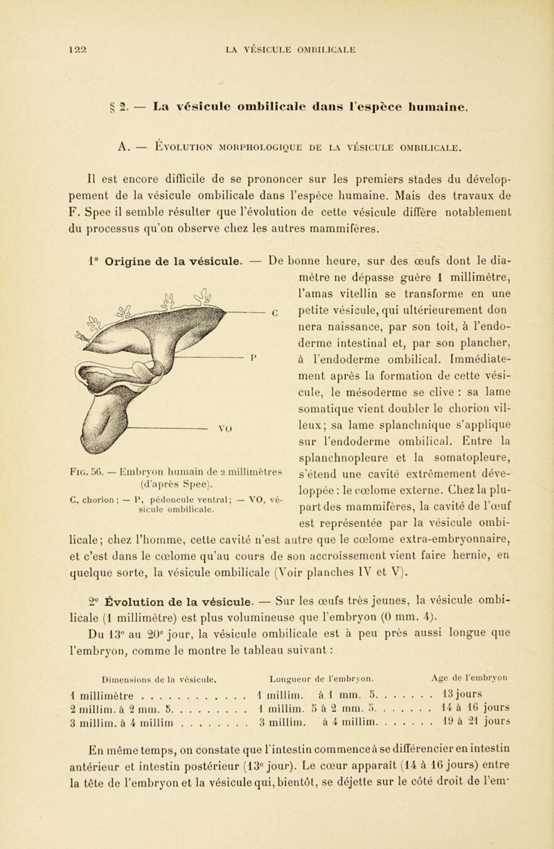 § 2. — La vésicule ombilicale dans l’espèce humaine. A. — Evolution morphologique de la vésicule ombilicale. Il est encore diflicile de se prononcer sur les premiers stades du dévelop- pement de la vésicule ombilicale dans l’espèce humaine. Mais des travaux de F. Spee il semble résulter que l’évolution de cette vésicule diffère notablement du processus qu’on observe chez les autres mammifères. Origine de la vésicule. — De bonne heure, sur des œufs dont le dia- mètre ne dépasse guère 1 millimètre, l’amas vitellin se transforme en une petite vésicule, qui ultérieurement don nera naissance, par son toit, à l’endo- derme intestinal et, par son plancher, à l’endoderme ombilical. Immédiate- ment après la formation de cette vési- cule, le mésoderme se clive : sa lame somatique vient doubler le chorion vil- leux; sa lame splanchnique s'applique sur l’endoderme ombilical. Entre la splanchnopleure et la somatopleure, s’étend une cavité extrêmement déve- loppée : le cœlome externe. Chez la plu- part des mammifères, la cavité de l’œuf est représentée par la vésicule ombi- licale; chez l’homme, cette cavité n’est autre que le cœlome extra-embryonnaire, et c’est dans le cœlome qu’au cours de son accroissement vient faire hernie, en quelque sorte, la vésicule ombilicale (Voir planches IV et V). 2° Évolution de la vésicule. — Sur les œufs très jeunes, la vésicule ombi- licale (1 millimètre) est plus volumineuse que l’embryon (0 mm. 4). Du 13® au 20® jour, la vésicule ombilicale est à peu près aussi longue que l’embryon, comme le montre le tableau suivant : Dimensions de la vésicule. Longueur de l’embryon. Age de 1 embryon 1 millimètre 1 inillim. à 1 mm. 5 13 jours 2 millim. à 2 mm. 5 1 millim. 5 à 2 mm. 3 14 à 16 jours 3 millim. à 4 millim 3 millim. à 4 millim 19 à 21 jours En même temps, on constate que l’intestin commence à se différencier en intestin antérieur et intestin postérieur (13® jour). Le cœur apparaît (14 à 16 jours) entre la tête de l’embryon et la vésicule qui, bientôt, se déjette sur le côté droit de l’em- Fig. 56. — Embryon humain de 2 millimètres (d’après Spee). C, chorion; — P, pédoncule ventral; — VO, vé- sicule ombilicale.