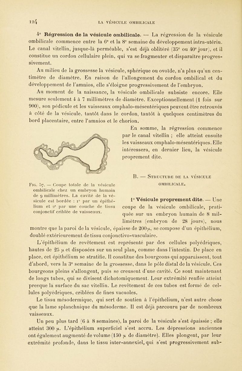 4» Régression de la vésicule ombilicale. — La régression de la vésicule ombilicale commence entre la 6® et la 8® semaine du développement intra-utérin. Le canal vitellin, jusque-là perméable, s’est déjà oblitéré (35® ou 40® jour), et il constitue un cordon cellulaire plein, qui va se fragmenter et disparaître progres- sivement. Au milieu de la grossesse la vésicule, sphérique ou ovoïde, n'a plus qu’un cen- timètre de diamètre. En raison de l’allongement du cordon ombilical et du développement de l’amnios, elle s’éloigne progressivement de l’embryon. Au moment de la naissance, la vésicule ombilicale subsiste encore. Elle mesure seulement 4 à 7 millimètres de diamètre. Exceptionnellement (1 fois sur 900), son pédicule et les vaisseaux omphalo-mésentériques peuvent être retrouvés à côté de la vésicule, tantôt dans le cordon, tantôt à quelques centimètres du bord placentaire, entre Tamnios et le cliorion. En somme, la régression commence par le canal vitellin ; elle atteint ensuite les vaisseaux omphalo-mésentériques. Elle intéressera, en dernier lieu, la vésicule proprement dite. B. — Structure de la vésicule OMBILICALE, 1® Vésicule proprement dite. — Une coupe de la vésicule ombilicale, prati- quée sur un embryon humain de 8 mil- limètres (embryon de 28 jours), nous montre que la paroi de la vésicule, épaisse de 200u, se compose d’un épithélium, doublé extérieurement de tissu conjonctivo-vasculaire. L’épithélium de revêtement est représenté par des cellules polyédriques, hautes de 25 [x et disposées sur un seul plan, comme dans l’intestin. De place en place, cet épithélium se stratifie. 11 constitue des bourgeons qui apparaissent, tout d’abord, vers la 3® semaine de la grossesse, dans le pôle distal de la vésicule. Ces bourgeons pleins s’allongent, puis se creusent d’une cavité. Ce sont maintenant de longs tubes, qui se divisent dichotomiquement. Leur extrémité renflée atteint presque la surface du sac vitellin. Le revêtement de ces tubes est formé de cel- lules polyédriques, criblées de fines vacuoles. Le tissu mésodermique, qui sert de soutien à l’épithélium, n’est autre chose que la lame splanchnique du mésoderme. Il est déjà parcouru par de nombreux vaisseaux. Un peu plus tard (G à 8 semaines), la paroi de la vésicule s’est épaissie ; elle atteint 300 g. L’épithélium superficiel s’est accru. Les dépressions anciennes ont égalemetit augmenté de volume (150 (X de diamètre). Elles plongent, par leur extrémité profonde, dans le tissu inter-annexiel, qui s’est progressivement sub- Fig. 57. — Coupe totale de la vésicule ombilicale chez un embryon humain de 9 millimètres. La cavité de la vé- sicule est bordée ; 1° i)ar un épithé- lium et 2“ par une couche de tissu conjonctif criblée de vaisseaux.