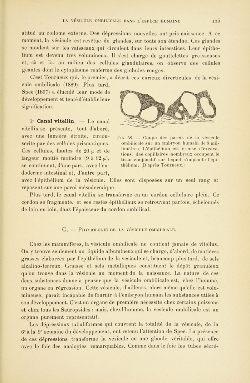 stitiié au cœlome externe. Des dépressions nouvelles ont pris naissance. A ce moment, la vésicule est revêtue de glandes, sur toute son étendue. Ces glandes se moulent sur les vaisseaux qui circulent dans leurs interstices. Leur épithé- lium est devenu très volumineux. Tl s’est chargé de gouttelettes graisseuses et, cà et là, au milieu des cellules glandulaires, on observe des cellules géantes dont le cytoplasme renferme des globules rouges. C’est Tourneux qui, le premier, a décrit ces curieux diverticules de la vési- cule ombilicale (1889). Plus tard, Spee (1897) a élucidé leur mode de développement et tenté d’établir leur signification. 2° Canal vitellin. — I,e canal vitellin se présente, tout d’abord, avec une lumière étroite, circon- scrite par des cellules prismatiques. Ces cellules, hautes de 20 u et de largeur moitié moindre (9 à 12 g), se continuent, d’une part, avec l’en- doderme intestinal et, d’autre part, avec l’épithélium de la vésicule. Elles sont disposées sur un seul rang et reposent sur une paroi mésodermique. Plus tard, le canal vitellin se transforme en un cordon cellulaire plein. Ce cordon se fragmente, et ses restes épithéliaux se retrouvent parfois, échelonnés de loin en loin, dans l’épaisseur du cordon ombilical. Fig. 58 — Coupe des parois de la vésicule ombilicale sur un embryon humain de 8 mil- limètres. L’épithélium est creusé d’excava- tions; des capillaires nombreux occupent le tissu conjonctif sur lequel s’implante l’épi- thélium. (D’après Tourneux.) C. — Physiologie de la vésicule ombilicale. Chez les mammifères, la vésicule ombilicale ne contient jamais de vitellus. On y trouve seulement un liquide albumineux qui se charge, d'abord, de matières grasses élaborées par l’épithélium de la vésicule et, beaucoup plus tard, de sels alcalino-terreux. Graisse et sels métalliques constituent le dépôt granuleux qu’on trouve dans la vésicule au moment de la naissance. La nature de ces deux substances donne à penser que la vésicule ombilicale est, chez l’homme, un organe en régression. Cette vésicule, d’ailleurs, alors meme qu’elle est volu- mineuse, paraît incapable de fournir à l’embryon humain les substances utiles à son développement. C’est un organe de première nécessité chez certains poissons et chez tous les Sauropsidés ; mais, chez l’homme, la vésicule ombilicale est un organe purement représentatif. Les dépressions tubuliformes qui couvrent la totalité de la vésicule, de la 6® à la 9® semaine du développement, ont retenu l’attention de Spee. La présence de ces dépressions transforme la vésicule en une glande véritable, qui offre avec le foie des analogies remarquables. Comme dans le foie les tubes sécré-