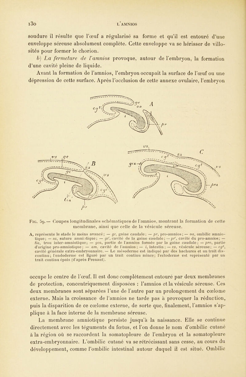 i3o l’amnios soudure il résulte que l’œuf a régularisé sa forme et qu’il est entouré d’une enveloppe séreuse absolument complète. Cette enveloppe va se hérisser de villo- sités pour former le chorion. b) La fermeture de l'amnios provoque, autour de lembryon, la formation d’une cavité pleine de liquide. Avant la formation de l’amnios, l’embryon occupait la surface de l’œuf ou une dépression de cette surface. Après Tocclusion de cette annexe ovulaire, l’embryon Fig. 59.— Coupes longitudinales schématiques de ramnios, montrant la formation de cette membrane, ainsi que celle de la vésicule séreuse. A, représente le stade le moins avancé; — gc^ gaine caudale; — pr, pro-amnios; — oa, ombilic amnio- tique; — sa, suture amniotique; — gc', cavité de la gaine caudale; —p^, cavité du pro-amnios; — n’a, trou inter-amniotique; — yca, partie de l’amnios formée par la gaine caudale; — pm, partie d’origine pro-amniotique; — am, cavité de l’amnios ; — /, intestin; — us, vésicule séreuse; — cg-, cavité générale extra-embryonnaire. — Le mésoderme est indiqué par des hachures et un trait dis- continu; l’endoderme est figuré par un trait continu mince; l’ectoderme est représenté par un trait continu épais (d’après Prenant). occupe le centre de l’œuf. Il est donc complètement entouré par deux membranes de protection, concentriquement disposées : l’amnios et la vésicule séreuse. Ces deux membranes sont séparées Tune de l’autre par un prolongement du cœlome externe. Mais la croissance de l’amnios ne tarde pas à provoquer la réduction, puis la disparition de ce cœlome externe, de sorte que, finalement, l’amnios s’ap- plique à la face interne de la membrane séreuse. La membrane amniotique persiste jusqu’à la naissance. Elle se continue directement avec les téguments du fœtus, et l’on donne le nom d’ombilic cutané à la région où se raccordent la somatopleure de l’embryon et la somatopleure extra-embryonnaire. L’ombilic cutané va se rétrécissant sans cesse, au cours du développement, comme l’ombilic intestinal autour duquel il est situé. Ombilic