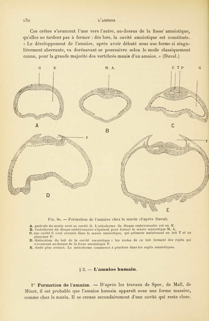 0|ü\0|otoK Ces crêtes s’avancent l’une vers l’autre, au-dessus de la fosse’ amniotique^ qu’elles ne tardent pas à fermer : dès lors, la cavité amniotique est constituée. « Le développement de l’amnios, après avoir débuté sous une forme si singu- lièrement aberrante, va dorénavant se poursuivre selon le mode classiquement connu, pour la grande majorité des vertébrés munis d’unamnios. » (Duval.) Fig. 6o. — Formation de Tamnios chez le murin (d’après Duval). A, gastrula du murin avec sa cavité G. L’ectoderme du disque embryonnaire est en E. B, l’ectoderme du disque embryonnaire s’épaissit pour former la masse amniotique M. A. C, une cavité C s’est creusée dans la masse amniotique, qui présente maintenant un toit T et un plancher P. D, dislocation du toit de la cavité amniotique : les restes de ce toit forment des replis qui s’avancent au-dessus de la fosse amniotique F. E, stade plus avancé. Le mésoderme commence à pénétrer dans les replis amniotiques. § 3. — L’amnîos humain. i Formation de l’amnios. — D’après les travaux de Spee, de Mail, de Minot, il est probable que l’amnios humain apparaît sous une forme massive, comme chez le murin. Il se creuse secondairement d’une cavité qui reste close.