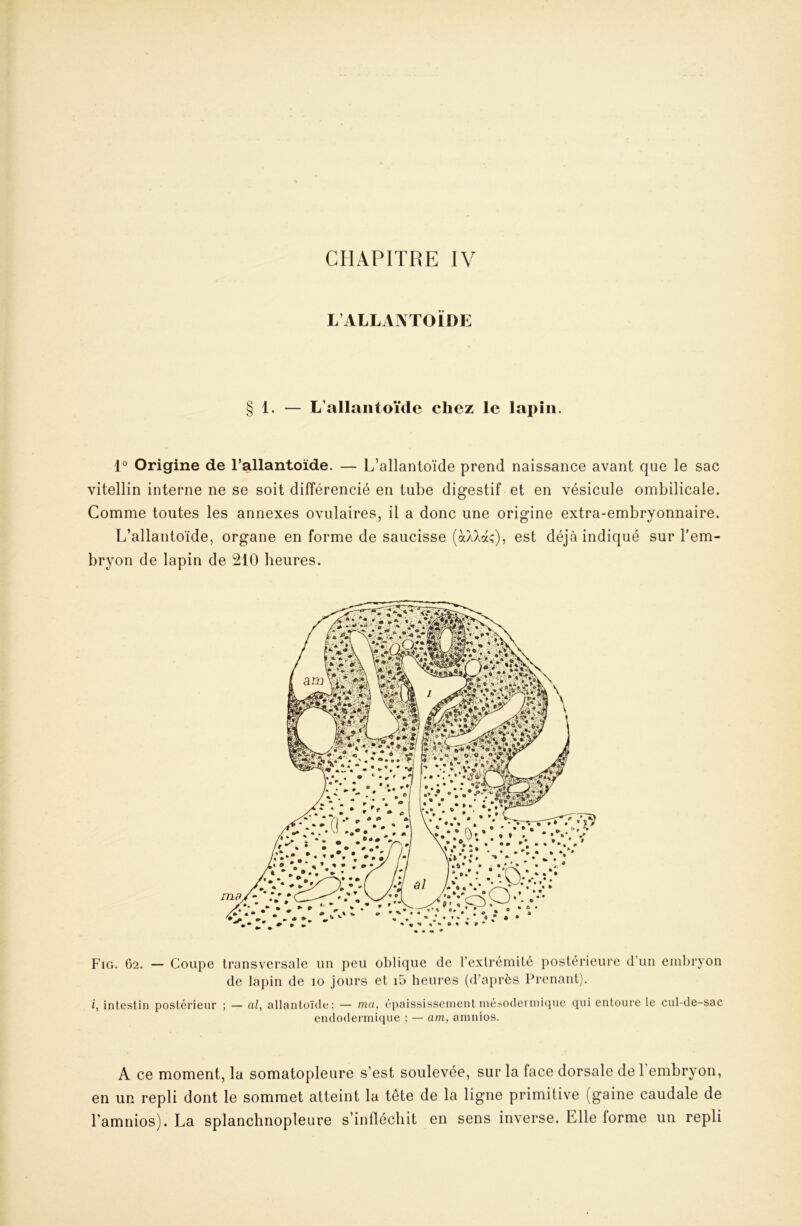 L’ALLAIVrOÏDE § 1. — L’allantoïde chez le lapin. 1® Origine de l’allantoïde. — L’allantoïde prend naissance avant que le sac vitellin interne ne se soit différencié en tube digestif et en vésicule ombilicale. Comme toutes les annexes ovulaires, il a donc une origine extra-embryonnaire. L’allantoïde, organe en forme de saucisse (à^Xac), est déjà indiqué sur l'em- bryon de lapin de 210 heures. Fig. 62. — Coupe transversale un peu oblique de l’extrémilé postérieure d’un embryon de lapin de 10 jours et i5 heures (d’après Prenant). i, intestin postérieur ; — al, allantoïde; — ma, épaississement mésodeiinique qui entoure le cul-de-sac endodermique ; — am, amnios. A ce moment, la somatopleure s’est soulevée, sur la face dorsale de 1 embryon, en un repli dont le sommet atteint la tête de la ligne primitive (gaine caudale de l’amnios). La splanchnopleure s’infléchit en sens inverse. Elle forme un repli