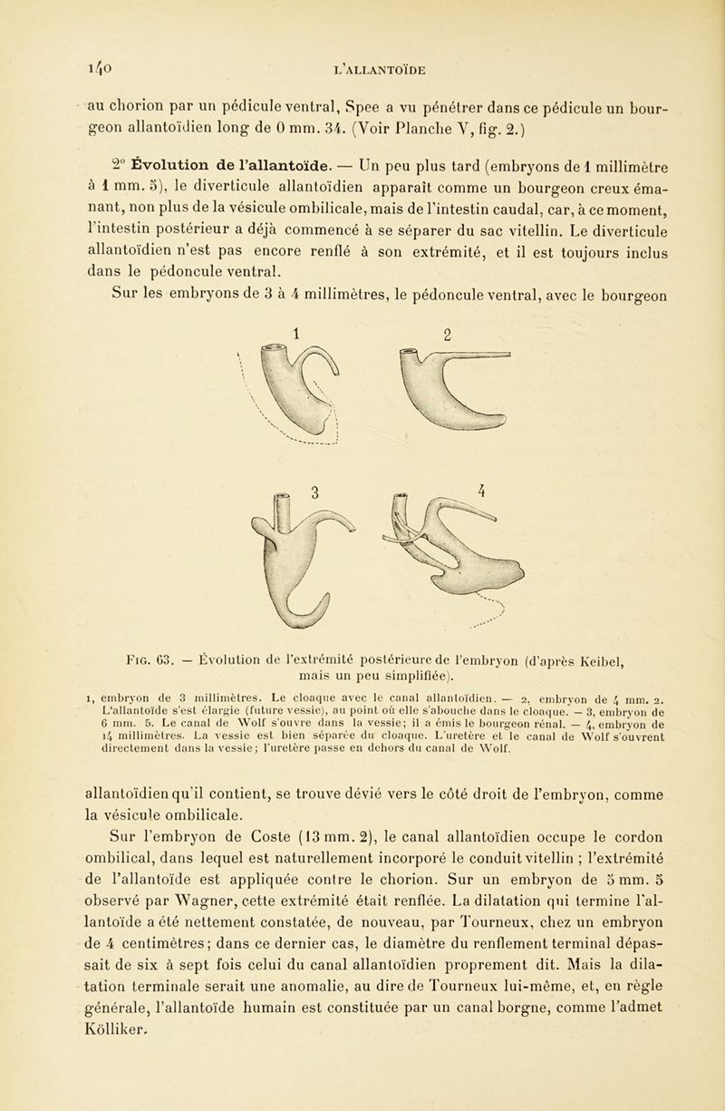 ' au chorion par un pédicule ventral, Spee a vu pénétrer dans ce pédicule un bour- geon allantoïdien long de 0 mm. 34. (Voir Planche Y, fig. 2.) Évolution de l’allantoïde. — Un peu plus tard (embryons de 1 millimètre à 1 mm. 3), le diverticule allantoïdien apparaît comme un bourgeon creux éma- nant, non plus de la vésicule ombilicale, mais de l’intestin caudal, car, à ce moment, l’intestin postérieur a déjà commencé à se séparer du sac vitellin. Le diverticule allantoïdien n est pas encore renflé à son extrémité, et il est toujours inclus dans le pédoncule ventral. Sur les embryons de 3 à 4 millimètres, le pédoncule ventral, avec le bourgeon 1 2 Fig. G3. — Évolution de l’extrémité postérieure de l’embryon (d’après Keibel, mais un peu simplifiée). 1, embryon de 3 millimètres. Le cloaque avec le canal allantoïdien. — 2, embryon de 4 mm. 2. L’allantoïde s’est élargie (future vessie), au point où elle s’abouche dans le cloaque. — 3, embryon de 6 mm. 5. Le canal de Wolf s’ouvre dans la vessie; il a émis le bourgeon rénal. — 4, embryon de i4 millimètres. La vessie est bien séparée du cloaque. L’uretère et le canal de Wolf s’ouvrent directement dans la vessie; l’uretère passe en dehors du canal de Wolf. allantoïdien qu’il contient, se trouve dévié vers le côté droit de l’embryon, comme la vésicule ombilicale. Sur l’embryon de Coste (13 mm. 2), le canal allantoïdien occupe le cordon ombilical, dans lequel est naturellement incorporé le conduit vitellin ; l’extrémité de l’allantoïde est appliquée contre le chorion. Sur un embryon de 3 mm. 3 observé par Wagner, cette extrémité était renflée. La dilatation qui termiine Lal- lantoïde a été nettement constatée, de nouveau, par Tourneux, chez un embryon de 4 centimètres; dans ce dernier cas, le diamètre du renflement terminal dépas- sait de six à sept fois celui du canal allantoïdien proprement dit. Mais la dila- tation terminale serait une anomalie, au dire de Tourneux lui-même, et, en règle générale, l’allantoïde humain est constituée par un canal borgne, comme l’admet Kôlliker,
