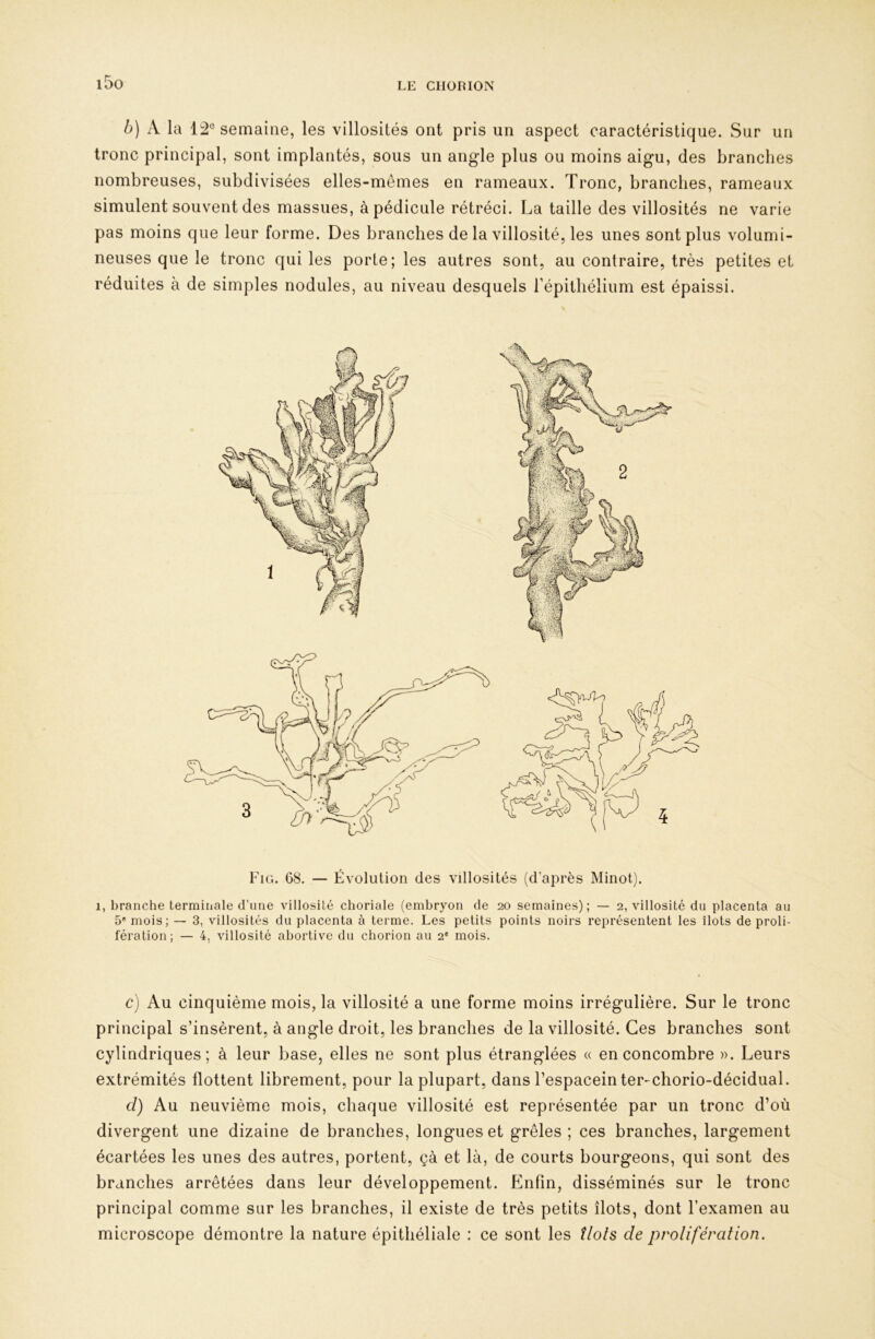 i5o b) A la 12® semaine, les villosités ont pris un aspect caractéristique. Sur un tronc principal, sont implantés, sous un angle plus ou moins aigu, des branches nombreuses, subdivisées elles-mêmes en rameaux. Tronc, branches, rameaux simulent souvent des massues, à pédicule rétréci. La taille des villosités ne varie pas moins que leur forme. Des branches de la villosité, les unes sont plus volumi- neuses que le tronc qui les porte; les autres sont, au contraire, très petites et réduites à de simples nodules, au niveau desquels répithélium est épaissi. Fig. G8. — Évolution des villosités (d’après Minot). 1, branche terminale d’une villosité choriale (embryon de 20 semaines); — 2, villosité du placenta au 5' mois; — 3, villosités du placenta à terme. Les petits points noirs représentent les îlots de proli- fération; — 4, villosité abortive du chorion au 2' mois. c) Au cinquième mois, la villosité a une forme moins irrégulière. Sur le tronc principal s’insèrent, à angle droit, les branches de la villosité. Ces branches sont cylindriques; à leur base, elles ne sont plus étranglées « en concombre ». Leurs extrémités flottent librement, pour la plupart, dans l’espaceinter-chorio-décidual. cl) Au neuvième mois, chaque villosité est représentée par un tronc d’où divergent une dizaine de branches, longues et grêles; ces branches, largement écartées les unes des autres, portent, çà et là, de courts bourgeons, qui sont des branches arrêtées dans leur développement. Enfin, disséminés sur le tronc principal comme sur les branches, il existe de très petits îlots, dont l’examen au microscope démontre la nature épithéliale : ce sont les îlots de prolifération.