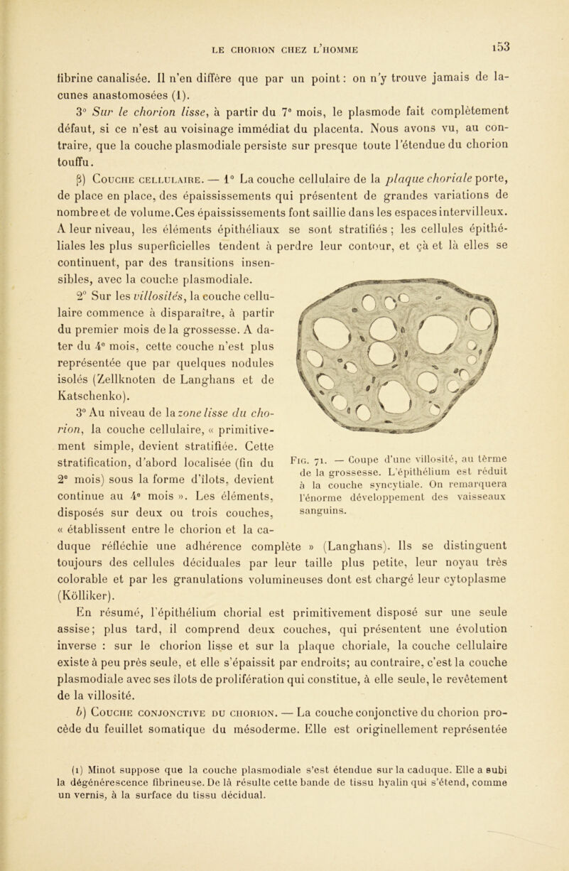 tibrine canalisée. Il n’en diffère que par un point : on n’y trouve jamais de la- cunes anastomosées (1). 3“ Sur le chorion lisse, à partir du 7® mois, le plasmode fait complètement défaut, si ce n’est au voisinage immédiat du placenta. Nous avons vu, au con- traire, que la couche plasmodiale persiste sur presque toute l’étendue du chorion touffu. P) Couche cellulaire.— 1° La couche cellulaire de la plaque choriale de place en place, des épaississements qui présentent de grandes variations de nombreet de volume.Ces épaississements font saillie dans les espacesintervilleux. A leur niveau, les éléments épithéliaux se sont stratifiés ; les cellules épithé- liales les plus superficielles tendent à perdre leur contour, et çà et là elles se continuent, par des transitions insen- sibles, avec la couche plasmodiale. 2° Sur les villosités^ la couche cellu- laire commence à disparaître, à partir du premier mois delà grossesse. A da- isolés (Zellknoten de Langhans et de Katschenko). 3° Au niveau de \diZone lisse du cho- rion^ la couche cellulaire, « primitive- ment simple, devient stratifiée. Cette stratification, d’abord localisée (fin du 2® mois) sous la forme d’îlots, devient continue au 4® mois ». Les éléments, disposés sur deux ou trois couches, « établissent entre le chorion et la ca- duque réfléchie une adhérence complète » (Langhans). Ils se distinguent toujours des cellules déciduales par leur taille plus petite, leur noyau très colorable et par les granulations volumineuses dont est chargé leur cytoplasme (Kôlliker). En résumé, fépitliélium chorial est primitivement disposé sur une seule assise; plus tard, il comprend deux couches, qui présentent une évolution inverse : sur le chorion lisse et sur la plaque choriale, la couche cellulaire existe à peu près seule, et elle s’épaissit par endroits; au contraire, c’est la couche plasmodiale avec ses îlots de prolifération qui constitue, à elle seule, le revêtement de la villosité. b) Couche conjonctive du chorion. — La couche conjonctive du chorion pro- cède du feuillet somatique du mésoderme. Elle est originellement représentée ter du 4® mois, cette couche n’est plus représentée que par quelques nodules Fig. 71. — Coupe d’une villosité, au lèrme de la grossesse. L’épithélium est réduit à la couche syncytiale. On remarquera l’énorme développement des vaisseaux sanguins. (1) Minot suppose que la couche plasmodiale s’est étendue sur la caduque. Elle a subi la dégénérescence fibrineuse. De là résulte cette bande de tissu hyalin qu4 s’étend, comme un vernis, à la surface du tissu décidual.