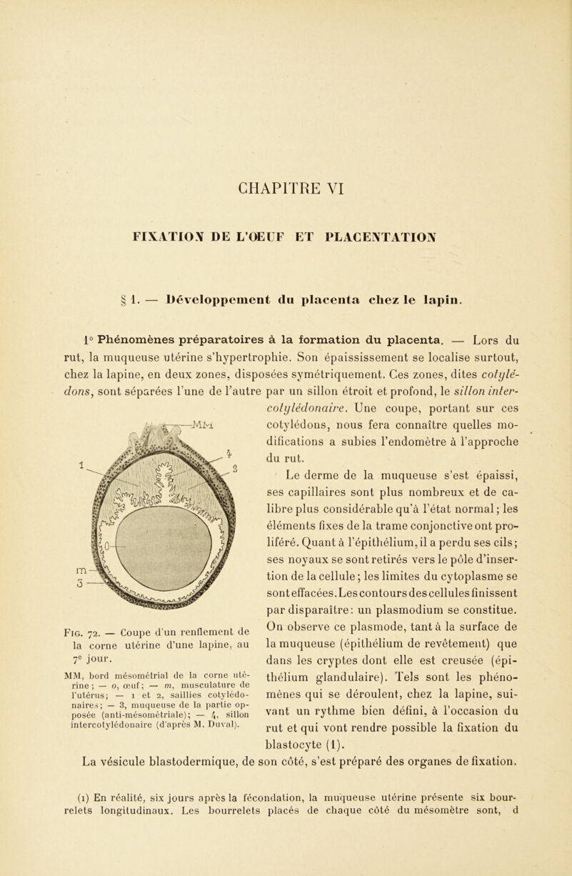 FIXATIOX DE L’OEUF ET PLACEXTATIOX § 1. — Développement du j^laceiita chez le lapin. 1° Phénomènes préparatoires à la formation du placenta. — Lors du rut, la muqueuse utérine s’hypertrophie. Son épaississement se localise surtout, chez la lapine, en deux zones, disposées symétriquement. Ces zones, dites cotylé- dons, sont séparées l’une de l’autre par un sillon étroit et profond, le sillon infer- colylédonaire. Une coupe, portant sur ces cotylédons, nous fera connaître quelles mo- difications a subies l’endomètre à l’approche du rut. Le derme de la muqueuse s’est épaissi, ses capillaires sont plus nombreux et de ca- libre plus considérable qu’à l’état normal ; les éléments fixes de la trame conjonctive ont pro- liféré. Quant à l’épithélium, il a perdu ses cils ; ses noyaux se sont retirés vers le pôle d’inser- tion de la cellule ; les limites du cytoplasme se sont effacées. Les contours des cellules finissent par disparaître; un plasmodium se constitue. Fig. 72. — Coupe d’un renflement de la corne utérine d’une lapine, au 7® jour. MM, bord mésométrial de la corne uté- rine ; — O, œuf; — m, musculature de l’utérus; — 1 et 2, saillies cotylédo- naires; — 3, muqueuse de la partie op- posée (anti-mésométriale); — sillon intercoiylédonaire (d’après M. Duval). On observe ce plasmode, tanta la surface de la muqueuse (épithélium de revêtement) que dans les cryptes dont elle est creusée (épi- thélium glandulaire). Tels sont les phéno- mènes qui se déroulent, chez la lapine, sui- vant un rythme bien défini, à l’occasion du rut et qui vont rendre possible la fixation du blastocyte (1). La vésicule blastodermique, de son côté, s’est préparé des organes de fixation. (i) En réalité, six jours après la fécondation, la muqueuse utérine présente six bour- relets longitudinaux. Les bourrelets placés de chaque côté du mésomètre sont, d