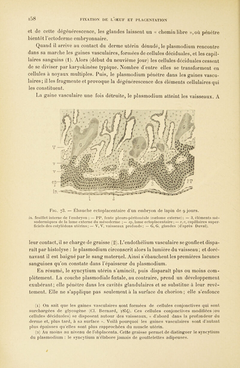 et de cette dégénérescence, les glandes laissent un « chemin libre »,où pénètre bientôt l’ectoderme embryonnaire. Quand il arrive au contact du derme utérin dénudé, le plasmodium rencontre dans sa marche les gaines vasculaires, formées de cellules déciduales, et les capil- laires sanguins (1). Alors (début du neuvième jour) les cellules déciduales cessent de se diviser par karyokinèse typique. Nombre d entre elles se transforment en cellules à noyaux multiples. Puis, le plasmodium pénètre dans les gaines vascu- laires ; il les fragmente et provoque la dégénérescence des éléments cellulaires qui les constituent. La gaine vasculaire une fois détruite, le plasmodium atteint les vaisseaux. A Fig. 73. — Ébauche ectoplacentaire d'un emliryon de lapin de 9 jours. in, feuillet interne de l’embryon ; — PP, fente pleuro-péritonéale (cœlome externe); — 3, éléments mé- sodermiqiies de la lame externe du mésoderme ep, lame ectoplacentaire; — v,v, capillaires super- ficiels des cotylédons utérins ;— V, V, vaisseaux profonds; — G, G, glandes (d’après Duval). leur contact, il se charge de graisse (2). L'endothélium vasculaire segonlleet dispa- raît par histolyse : le plasmodium circonscrit alors la lumière du vaisseau ; et doré- navant il est baigné par le sang materqel. Ainsi s’ébauchent les premières lacunes sanguines qu’on constate dans l’épaisseur du plasmodium. En résumé, le syncytium utérin s’qmincit, puis disparaît plus ou moins com- plètement. La couche plasmodiale fœtale, au contraire, prend un développement exubérant; elle pénètre dans les cavités glandulaires et se substitue à leur revê- tement. Elle ne s’applique pas seulement à la surface du chorion ; elle s’enfonce (1) On sait que les gaines vasculaires sont formées de cellules conjonctives qui sont surchargées de glycogène (Cl. Bernard, i854). Ces cellules conjonctives modifiées (ou cellules déciduales) se disposent autour des vaisseaux, « d’abord dans la profondeur du derme et, plus tard, à sa surface ». Voilà pourquoi les gaines vasculaires sont d’autant plus épaisses qu'elles sont plus rapprochées du muscle utérin. (2) Au moins au niveau de l’obplacenta. Cette graisse permet de distinguer le syncytium du plasmodium : le syncytium n’élabore jamais de gouttelettes adipeuses.