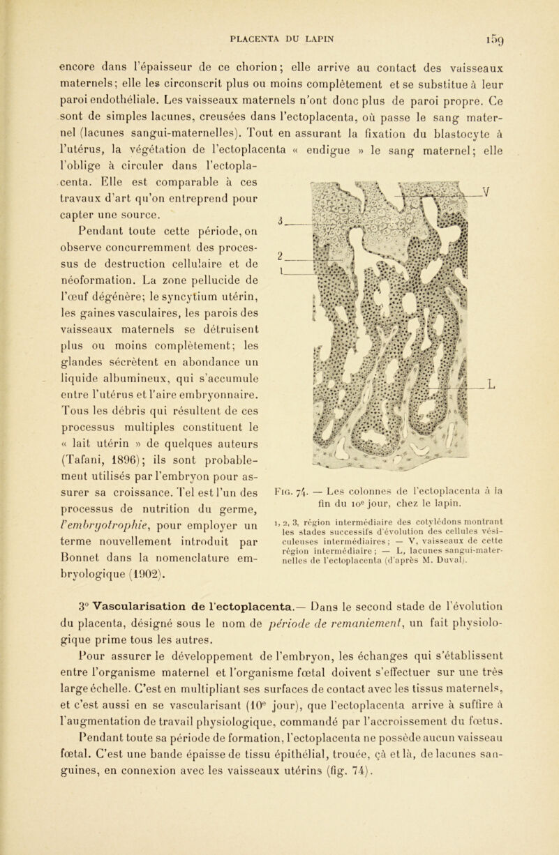 encore dans l’épaisseur de ce chorion; elle arrive au contact des vaisseaux maternels; elle les circonscrit plus ou moins complètement et se substitue à leur paroi endothéliale. Les vaisseaux maternels n’ont donc plus de paroi propre. Ce sont de simples lacunes, creusées dans l’ectoplacenta, où passe le sang mater- nel (lacunes sangui-maternellos). Tout en assurant la fixation du blastocyte à l’utérus, la végétation de l’ectoplacenta « endigue » le sang maternel; elle l’oblige à circuler dans l’ectopla- centa. Elle est comparable à ces travaux d’art qu’on entreprend pour capter une source. Pendant toute cette période, on observe concurremment des proces- sus de destruction cellulaire et de néoformation. La zone pellucide de l’œuf dégénère; le syncytium utérin, les gaines vasculaires, les parois des vaisseaux maternels se détruisent plus ou moins complètement; les glandes sécrètent en abondance un liquide albumineux, qui s’accumule entre l’utérus et faire embryonnaire. Tous les débris qui résultent de ces processus multiples constituent le « lait utérin » de quelques auteurs (Tafani, 1896); ils sont probable- ment utilisés par l’embryon pour as- surer sa croissance, 'fel est l’un des processus de nutrition du germe, rembrijotf'ophie^ pour employer un terme nouvellement introduit par Bonnet dans la nomenclature em- bryologique (1902). 3® Vascularisation de l’ectoplacenta.— Dans le second stade de l’évolution du placenta, désigné sous le nom de période de remaniemenl, un fait physiolo- gique prime tous les autres. Pour assurer le développement de l’embryon, les échanges qui s’établissent entre l’organisme maternel et l’organisme fœtal doivent s’effectuer sur une très large échelle. C’est en multipliant ses surfaces de contact avec les tissus maternels, et c’est aussi en se vascularisant (10^' jour), que l’ectoplacenta arrive à suffire à l’augmentation de travail physiologique, commandé par l’accroissement du fœtus. Pendant toute sa période de formation, fectoplacenta ne possède aucun vaisseau fœtal. C’est une bande épaisse de tissu épithélial, trouée, çà et là, de lacunes san- guines, en connexion avec les vaisseaux utérins (fig. 7 4). Fig. 74. — Les colonnes de l’ectoplacenta <à la fin du 10® jour, chez le lapin. 1, 2, 3, région intermédiaire des cotylédons montrant les stades successifs d’évolution des cellules vési- cnleuses intermédiaires; — V, vaisseaux de cette région intermédiaire ; — L, lacunes sangui-mater- nelles de l’ectoplacenta (d’après M. Duval).