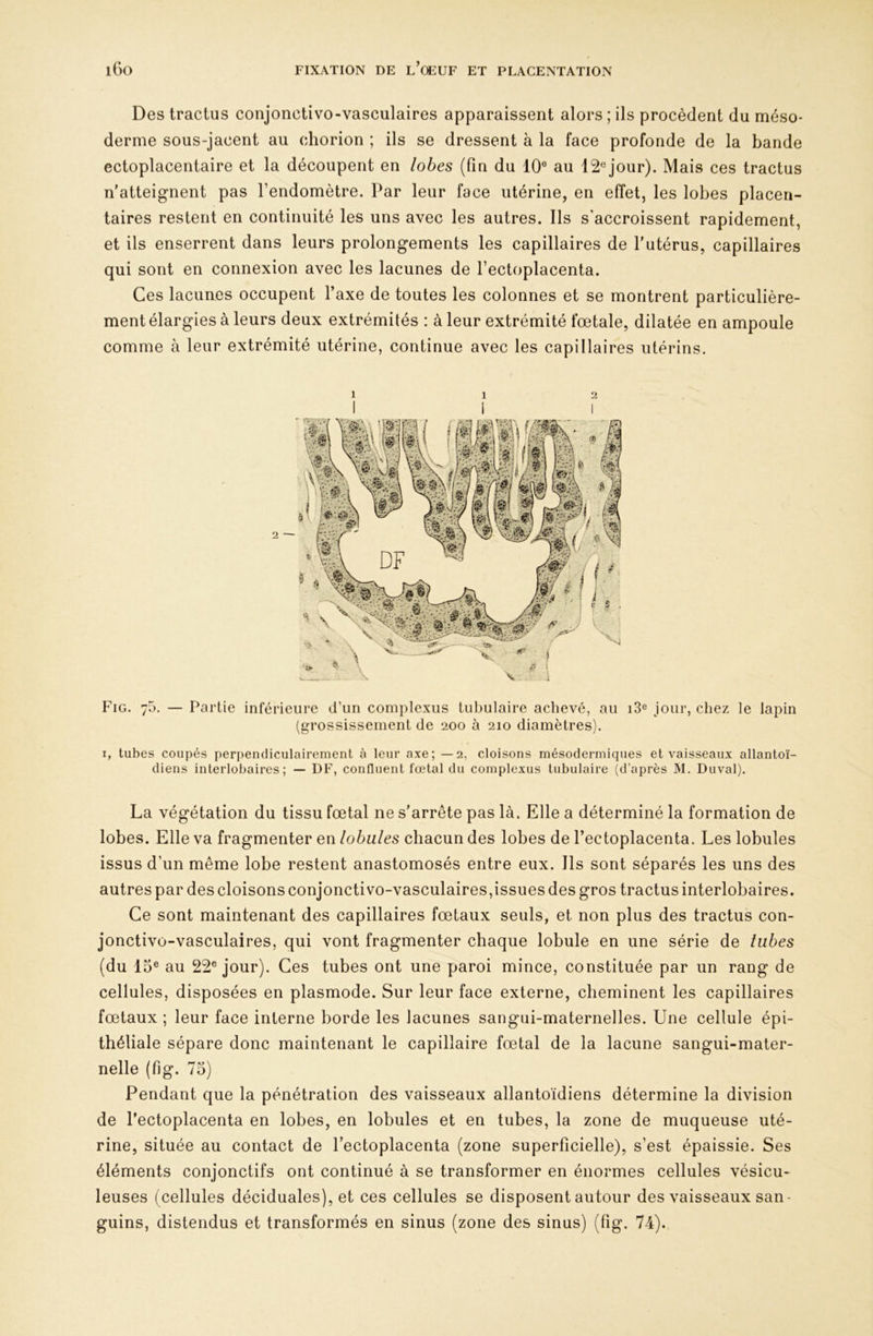 Des tractus conjonctivo-vasculaires apparaissent alors ; ils procèdent du méso- derme sous-jacent au chorion ; ils se dressent à la face profonde de la bande ectoplacentaire et la découpent en lobes (fin du 10° au 12®jour). Mais ces tractus n'atteignent pas l’endomètre. Par leur face utérine, en effet, les lobes placen- taires restent en continuité les uns avec les autres. Ils s'accroissent rapidement, et ils enserrent dans leurs prolongements les capillaires de l'utérus, capillaires qui sont en connexion avec les lacunes de l’ectoplacenta. Ces lacunes occupent l’axe de toutes les colonnes et se montrent particulière- ment élargies à leurs deux extrémités : à leur extrémité fœtale, dilatée en ampoule comme à leur extrémité utérine, continue avec les capillaires utérins. 1 12 Fig. 70. — Partie inférieure d’un complexus tubulaire achevé, au iS® jour, chez le lapin (grossissement de 200 à 210 diamètres). I, tubes coupés perpendiculairement à leur axe; —2, cloisons mésodermiques et vaisseaux allantoï- diens interlobaires; — DF, confluent fœtal du complexus tubulaire (d’après M. Duval). La végétation du tissu fœtal ne s'arrête pas là. Elle a déterminé la formation de lobes. Elle va fragmenter en lobules chacun des lobes de l’ectoplacenta. Les lobules issus d’un même lobe restent anastomosés entre eux. Ils sont séparés les uns des autres par des cloisons conjonctivo-vasculaires,issues des gros tractus interlobaires. Ce sont maintenant des capillaires fœtaux seuls, et non plus des tractus con- jonctivo-vasculaires, qui vont fragmenter chaque lobule en une série de tubes (du 15® au 22° jour). Ces tubes ont une paroi mince, constituée par un rang de cellules, disposées en plasmode. Sur leur face externe, cheminent les capillaires fœtaux ; leur face interne borde les lacunes sangui-maternelles. Une cellule épi- théliale sépare donc maintenant le capillaire fœtal de la lacune sangui-mater- nelle (fig. 75) Pendant que la pénétration des vaisseaux allantoïdiens détermine la division de l’ectoplacenta en lobes, en lobules et en tubes, la zone de muqueuse uté- rine, située au contact de l’ectoplacenta (zone superficielle), s’est épaissie. Ses éléments conjonctifs ont continué à se transformer en énormes cellules vésicu- leuses (cellules déciduales), et ces cellules se disposent autour des vaisseaux san- guins, distendus et transformés en sinus (zone des sinus) (fig. 74).