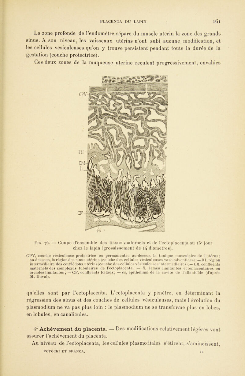 La zone profonde de l’endomètre sépare du muscle utérin la zone des grands sinus. A son niveau, les vaisseaux utérins n’ont subi aucune modification, et les cellules vésiculeuses qu’on y trouve persistent pendant toute la durée de la gestation (couche protectrice). Ces deux zones de la muqueuse utérine reculent progressivement, envahies F'ig. 76. — Coupe d’ensemble des tissus maternels et de rectoplacenta au i5® jour chez le lapin (grossissement de i4 diamètres). CPV, couche vésiculeuse protectrice ou permanente; au-dessus, la tunicpie musculaire de rutérus; au-dessous, la région des sinus utérins (couche des cellules vésiculeuses vaso-adventices) ; — RI, région intermédiaire des cotylédons utérins(couche des cellules vésiculeuses intermédiaires); — CM, confluents maternels des com{)lexus tuhulaires de l’ectoplacenta ; — //, lames limitantes ccloplacentaires ou arcades limitantes ; —CF, confluents fœtaux; — ea, épithélium de la cavité de l'allantoïde (d’après M. Duval). qu’elles sont par l’ectoplacenta. L’ectoplacenta y pénètre, en déterminant la régression des sinus et des couches de cellules vésiculeuses, mais l’évolution du plasmodium ne va pas plus loin : le plasmodium ne se transforme plus en lobes, en lobules, en canalicules. 4° Achèvement du placenta. — Des modifications relativement légères vont assurer l’aclièvement du placenta. Au niveau de l’ectoplacenta, les cellules plasmoiiales s’étirent, s’amincissent. POTOCKI ET BRANGA. 11