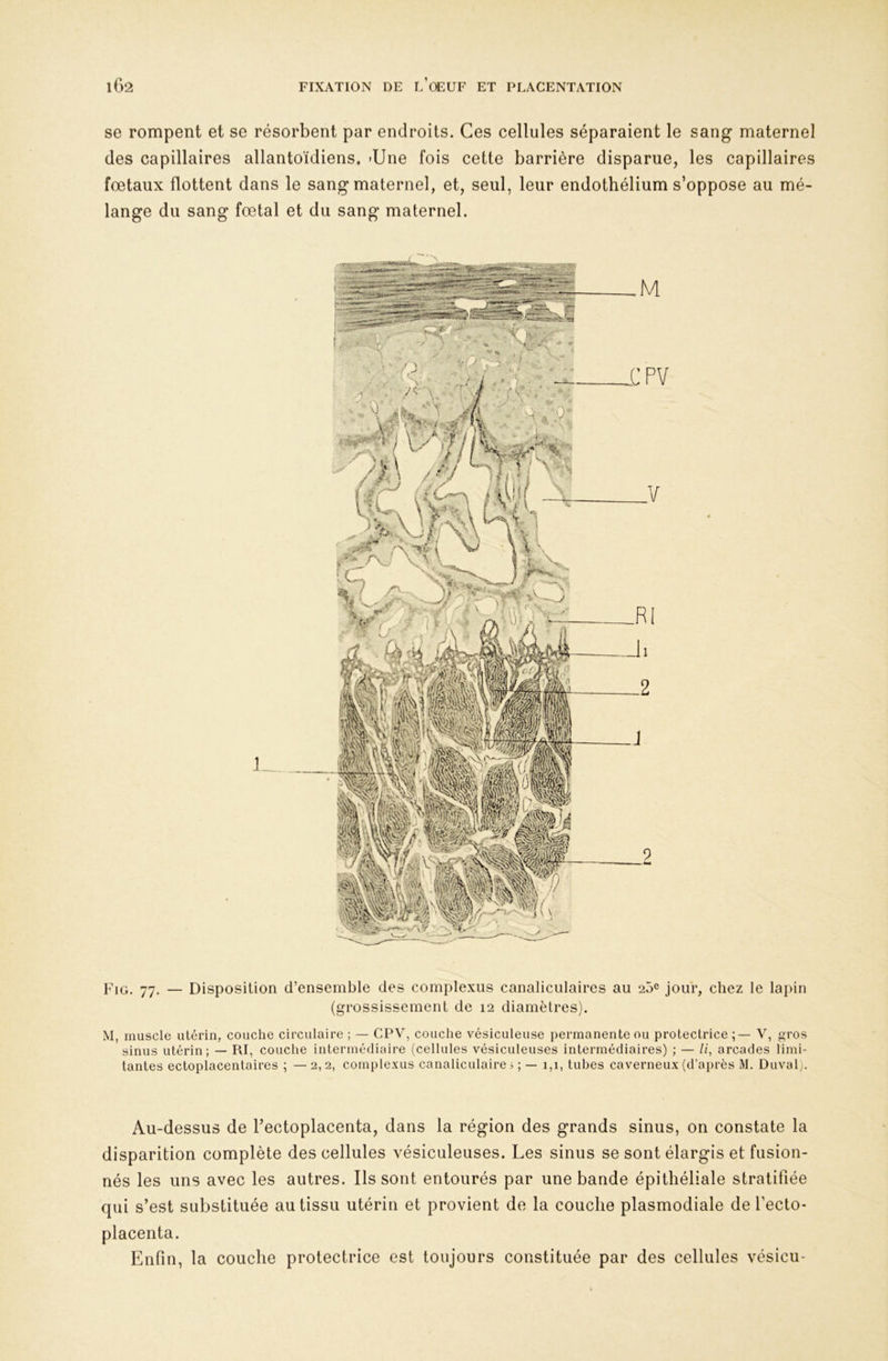 se rompent et se résorbent par endroits. Ces cellules séparaient le sang maternel des capillaires allantoïdiens. -Une fois cette barrière disparue, les capillaires fœtaux flottent dans le sang maternel, et, seul, leur endothélium s’oppose au mé- lange du sang fœtal et du sang maternel. PiQ. — Disposition d’ensemble des complexus canaliculaires au 25^ jour, chez le lapin (grossissement de 12 diamètres). M, muscle utérin, couche circulaire ; — CPV, couclie vésiculeuse permanente ou protectrice V, gros sinus utérin; — RI, couche intermédiaire (cellules vésiculeuses intermédiaires) ; — li, arcades limi- tantes ectoplacentaires ; —2,2, complexus canaliculaires ; — 1,1, tubes caverneux (d’après M, Duval;. Au-dessus de l’ectoplacenta, dans la région des grands sinus, on constate la disparition complète des cellules vésiculeuses. Les sinus se sont élargis et fusion- nés les uns avec les autres. Ils sont entourés par une bande épithéliale stratifiée qui s’est substituée au tissu utérin et provient de la couche plasmodiale de fecto- placenta. Enfin, la couche protectrice est toujours constituée par des cellules vésicu-