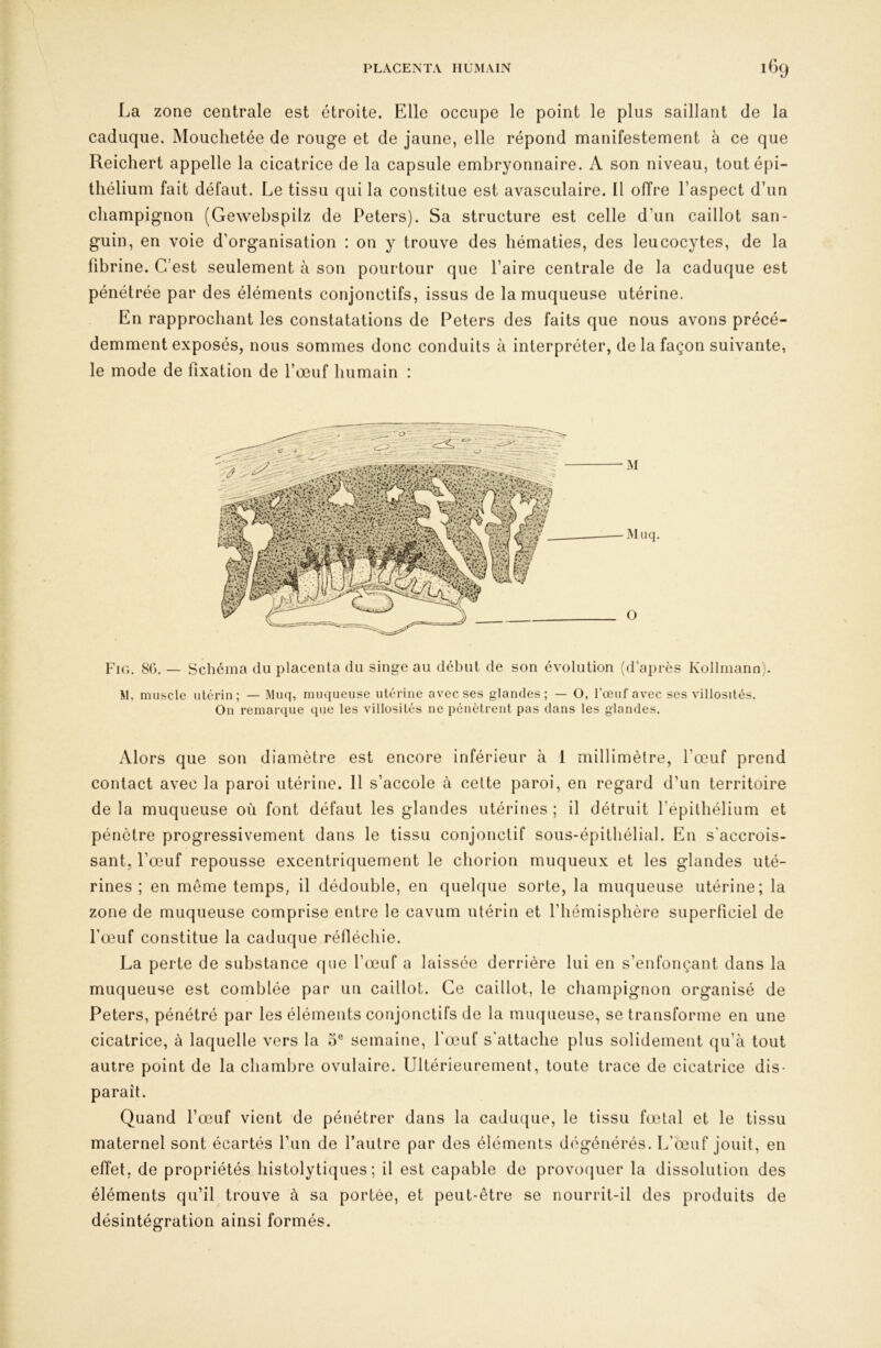 La zone centrale est étroite. Elle occupe le point le plus saillant de la caduque. Mouchetée de rouge et de jaune, elle répond manifestement à ce que Reichert appelle la cicatrice de la capsule embryonnaire. A son niveau, tout épi- thélium fait défaut. Le tissu qui la constitue est avasculaire. Il offre l’aspect d’un champignon (Gewebspilz de Peters). Sa structure est celle d’un caillot san- guin, en voie d’organisation : on y trouve des hématies, des leucocytes, de la fibrine. C'est seulement à son pourtour que l’aire centrale de la caduque est pénétrée par des éléments conjonctifs, issus de la muqueuse utérine. En rapprochant les constatations de Peters des faits que nous avons précé- demment exposés, nous sommes donc conduits à interpréter, de la façon suivante, le mode de fixation de l’œuf humain : PiG. 8G. — Schéma du placenta du singe au début de son évolution (d’après Kollmann). M, muscle utérin; — Muq, muqueuse utérine avec ses glandes; — O, l’œuf avec ses villosités. On remarque que les villosités ne pénètrent pas dans les glandes. Alors que son diamètre est encore inférieur à 1 millimètre, l’œuf prend contact avec la paroi utérine. 11 s’accole à cette paroi, en regard d’un territoire de la muqueuse où font défaut les glandes utérines ; il détruit l’epilhélium et pénètre progressivement dans le tissu conjonctif sous-épithélial. En s'accrois- sant, l’œuf repousse excentriquement le chorion muqueux et les glandes uté- rines ; en même temps, il dédouble, en quelque sorte, la muqueuse utérine; la zone de muqueuse comprise entre le cavum utérin et l’iiémisphère superficiel de l’œuf constitue la caduque réfiéchie. La perte de substance (pie l’œuf a laissée derrière lui en s’enfonçant dans la muqueuse est comblée par un caillot. Ce caillot, le champignon organisé de Peters, pénétré par les éléments conjonctifs de la miupieuse, se transforme en une cicatrice, à laquelle vers la 5® semaine, l'œuf s’attache plus solidement qu’à tout autre point de la chambre ovulaire. Ultérieurement, toute trace de cicatrice dis- paraît. Quand l’œuf vient de pénétrer dans la cadu(|ue, le tissu fœtal et le tissu maternel sont écartés l’un de l’autre par des éléments dégénérés. L’œuf jouit, en effet, de propriétés histolytiques ; il est capable de provoquer la dissolution des éléments qu’il trouve à sa portée, et peut-être se nourrit-il des produits de désintégration ainsi formés.