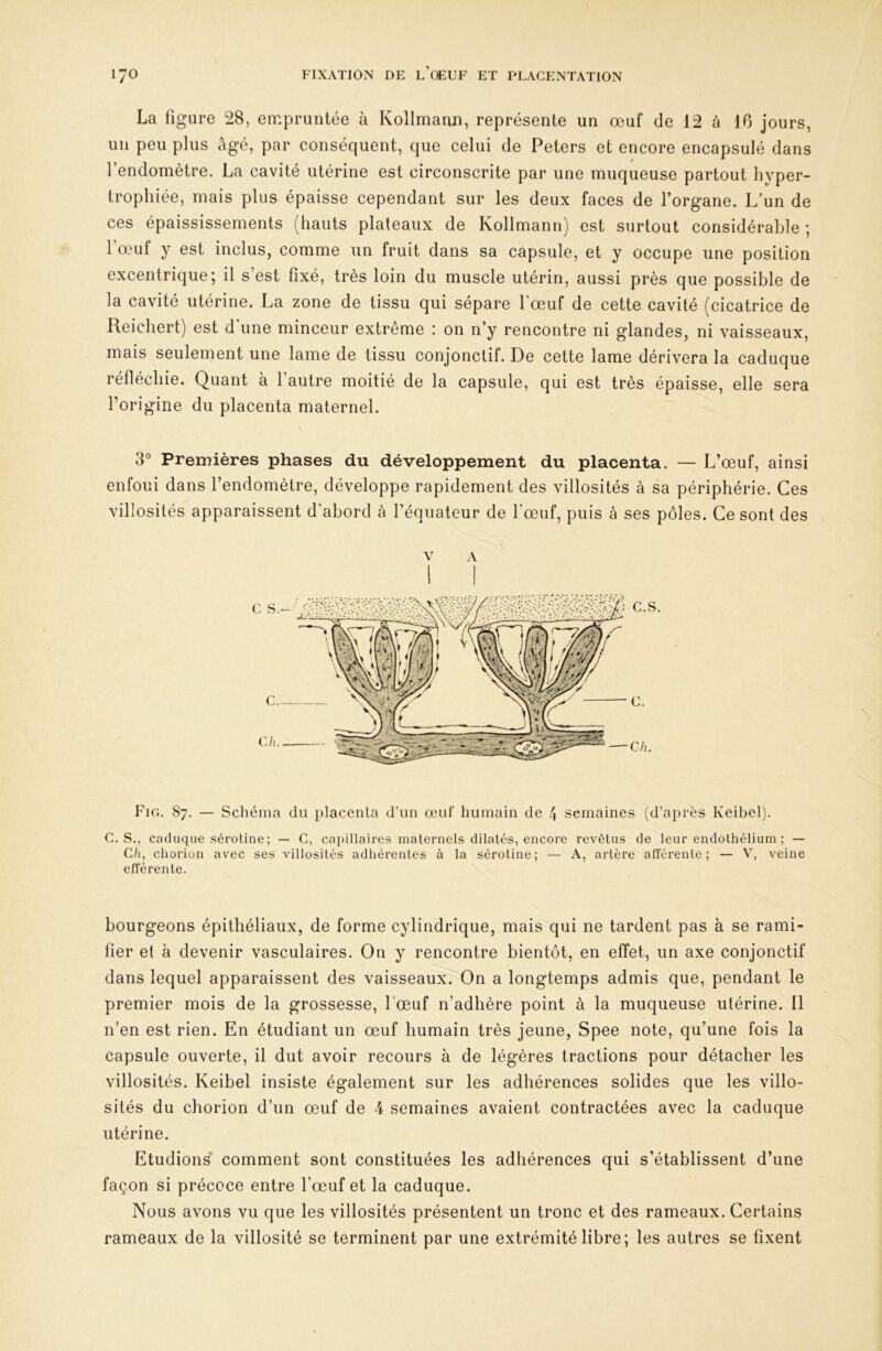 La figure 28, empruntée à Kollmann, représente un œuf de 12 à 16 jours, un peu plus âgé, par conséquent, que celui de Peters et encore encapsulé dans l’endomètre. La cavité utérine est circonscrite par une muqueuse partout hyper- trophiée, mais plus épaisse cependant sur les deux faces de l’organe. L’un de ces épaississements (hauts plateaux de Kollmann) est surtout considérable ; l’œuf y est inclus, comme un fruit dans sa capsule, et y occupe une position excentrique; il s’est fixé, très loin du muscle utérin, aussi près que possible de la cavité utérine. La zone de tissu qui sépare l’œmf de cette cavité (cicatrice de Reichert) est d une minceur extreme i on n’y rencontre ni glandes, ni vaisseaux, mais seulement une lame de tissu conjonctif. De cette lame dérivera la caduque réfléchie. Quant à 1 autre moitié de la capsule, qui est très épaisse, elle sera l’origine du placenta maternel. 3° Premières phases du développement du placenta. — L’œuf, ainsi enfoui dans l’endomètre, développe rapidement des villosités à sa périphérie. Ces villosités apparaissent d'abord à l’équateur de l’œuf, puis à ses pôles. Ce sont des A Fig. 87. — Schéma du iilacenla d’im œuf humain de 4 semaines (d’après Keibel). C. S., caduque sérotine; — C, capillaires maternels dilatés, encore revêtus de leur endothélium ; — Ch, chorion avec ses villosités adhérentes à la sérotine; — A, artère afférente; — V, veine efférente. bourgeons épithéliaux, de forme cylindrique, mais qui ne tardent pas à se rami- fier et à devenir vasculaires. On y rencontre bientôt, en effet, un axe conjonctif dans lequel apparaissent des vaisseaux. On a longtemps admis que, pendant le premier mois de la grossesse, l'œuf n’adhère point à la muqueuse utérine. Il n’en est rien. En étudiant un œuf humain très jeune, Spee note, qu’une fois la capsule ouverte, il dut avoir recours à de légères tractions pour détacher les villosités. Keibel insiste également sur les adhérences solides que les villo- sités du chorion d’un œuf de 4 semaines avaient contractées avec la caduque utérine. Etudions comment sont constituées les adhérences qui s’établissent d’une façon si précoce entre l’œuf et la caduque. Nous avons vu que les villosités présentent un tronc et des rameaux. Certains rameaux de la villosité se terminent par une extrémité libre; les autres se fixent