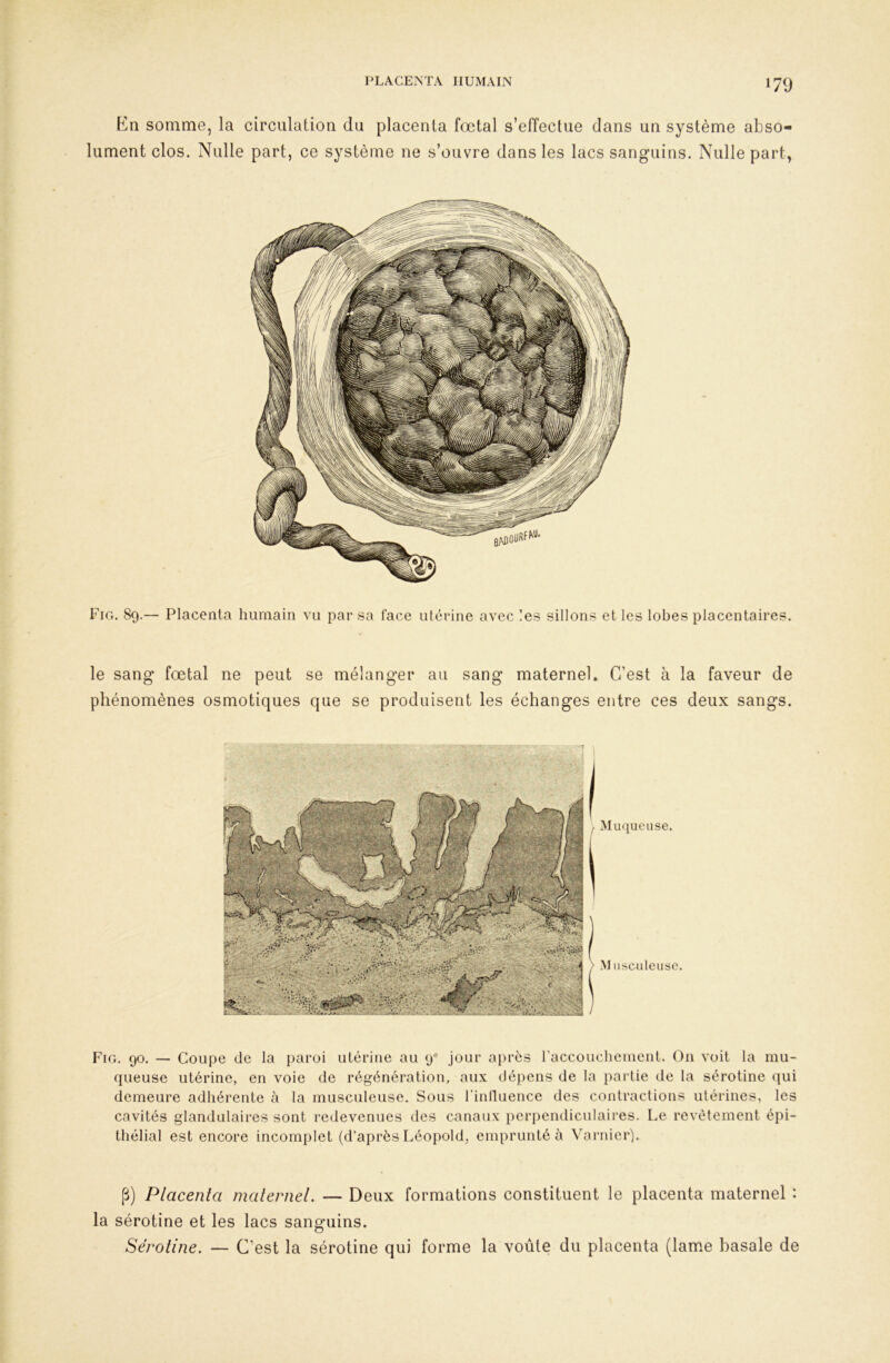 Kn somme, la circulation du placenta fœtal s’effectue dans un système abso- lument clos. Nulle part, ce système ne s’ouvre dans les lacs sanguins. Nulle part, Fin. 89.— Placenta humain vu par sa face utérine avec les sillons et les lobes placentaires. le sang fœtal ne peut se mélanger au sang maternel. C’est à la faveur de phénomènes osmotiques que se produisent les échanges entre ces deux sangs. M uqucuse. M iistnileuse. Fig. 90. — Coupe de la paroi ulérine au 9® jour ajirès raccouchcment. On voit la mu- queuse utérine, en voie de régénération, aux dépens de la partie de la sérotine qui demeure adhérente à la musculeuse. Sous rintluence des contractions utérines, les cavités glandulaires sont redevenues des canaux [lerpendiculaires. Le revêtement épi- thélial est encore incomplet (d’après Léopold, emprunté à Vai’iiier). P) Placenta malernd. — Deux formations constituent le placenta maternel : la sérotine et les lacs sanguins. Sérotine. — C’est la sérotine qui forme la voûte du placenta (lame basale de
