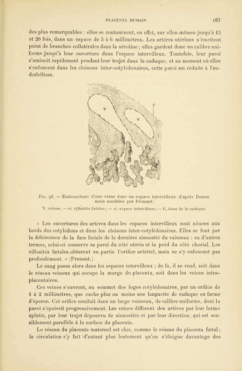 des plus remarquables : elles se contournent, en effet, sur elles-mêmes jusqu’à 15 et 20 fois, dans un espace de 5 à G millimètres. Les artères utérines n^émettent point de branches collatérales dans la séroline ; elles gardent donc un calibre uni- forme jusqu’à leur ouverture dans l’espace intervilleux. Toutefois, leur paroi s’amincit rapidement pendant leur trajet dans la caduque, et au moment où elles s’enfoncent dans les cloisons inter-cotylédonaires, cette paroi est réduite à l’en- dothélium. Fig. 93. — Embouchure “d’une veine dans un espace inlervilleux 'd'après Bumm mais modifiée par Prenant). V, veines; — vi, villosités fœtales ; — ei, espace intervilleux; — C, tissu de la caduque. « Les ouvertures des artères dans les espaces intervilleux sont situées aux O bords des cotylédons et dans les cloisons inter-cotylédonaires. Elles se font par la déhiscence de la face fœtale de la dernière sinuosité du vaisseau : en d’autres termes, celui-ci conserve sa paroi du côté utérin et la perd du côté chorial. Les villosités fœtales.obturent en partie l’orifice artériel, mais ne s’y enfoncent pas profondément. « (Prenant.) Le sang passe alors dans les espaces intervilleux ; de là, il se rend, soit dans le réseau veineux qui occupe la marge du placenta, soit dans les veines intra- placentaires. Ces veines s'ouvrent, au sommet des loges cotylédonaires, par un orifice de 1 à 2 millimètres, que cache plus ou moins une languette de caduque en forme' d’éperon. Cet orifice conduit dans un large vaisseau, de calibre uniforme, dont la paroi s’épaissit progressivement. Les veines diffèrent des artères par leur forme aplatie, par leur trajet dépourvu de sinuosités et par leur direction, qui est sen- siblement parallèle à la surface du placenta. Le réseau du placenta maternel est clos, comme le réseau du placenta fœtal ; la circulation s’y fait d’autant plus lentement qu’on s’éloigne davantage des