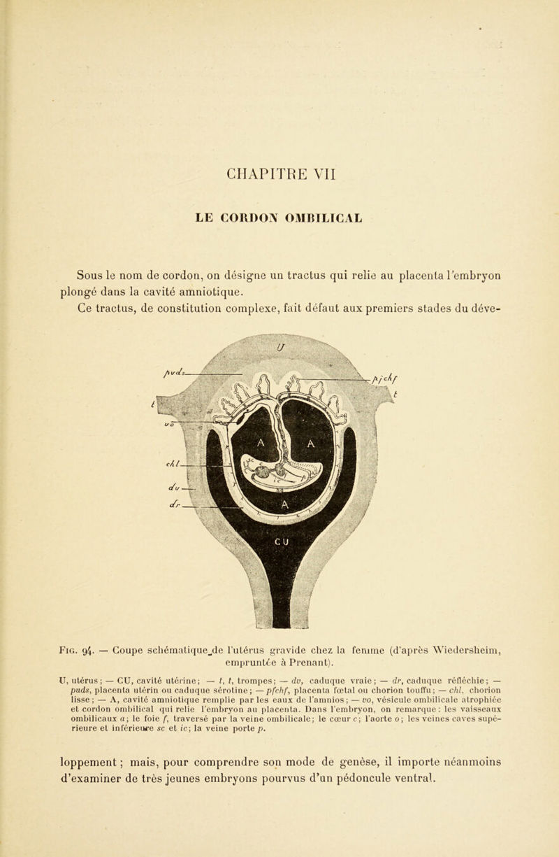 CHAPITRE VII LE CORDON OMRILÏCAL Sous le nom de cordon, on désigne un tractus qui relie au placenta lembryon plongé dans la cavité amniotique. Ce tractus, de constitution complexe, fait défaut aux premiers stades du déve- Fig. 94- — Coupe schémaLique^de l’uLérus gravide chez la femme (d’après Wiedersheim, empruntée à Prenant). U, utérus; — eu, cavité utérine; — l, l, trompes; — dv, caduque vraie; — dr, caduque réiléchie; — pnds, placenta utérin ou caduque séroline; — pfehf, placenta fœtal ou chorion touffu; —chl. chorion lisse; — A, cavité amniotique remplie par les eaux de l’amnios; — vo, vésicule ombilicale atrophiée et cordon ombilical qui relie l’embryon au placenta. Dans l’embryon, on remarque: les vaisseaux ombilicaux a; le foie f, traversé par la veine ombilicale; le cœur c; l’aorte o; les veines caves supé- rieure et inférieiwe sc et ic; la veine porte p. loppement ; mais, pour comprendre son mode de genèse, il importe néanmoins d’examiner de très jeunes embryons pourvus d’un pédoncule ventral.