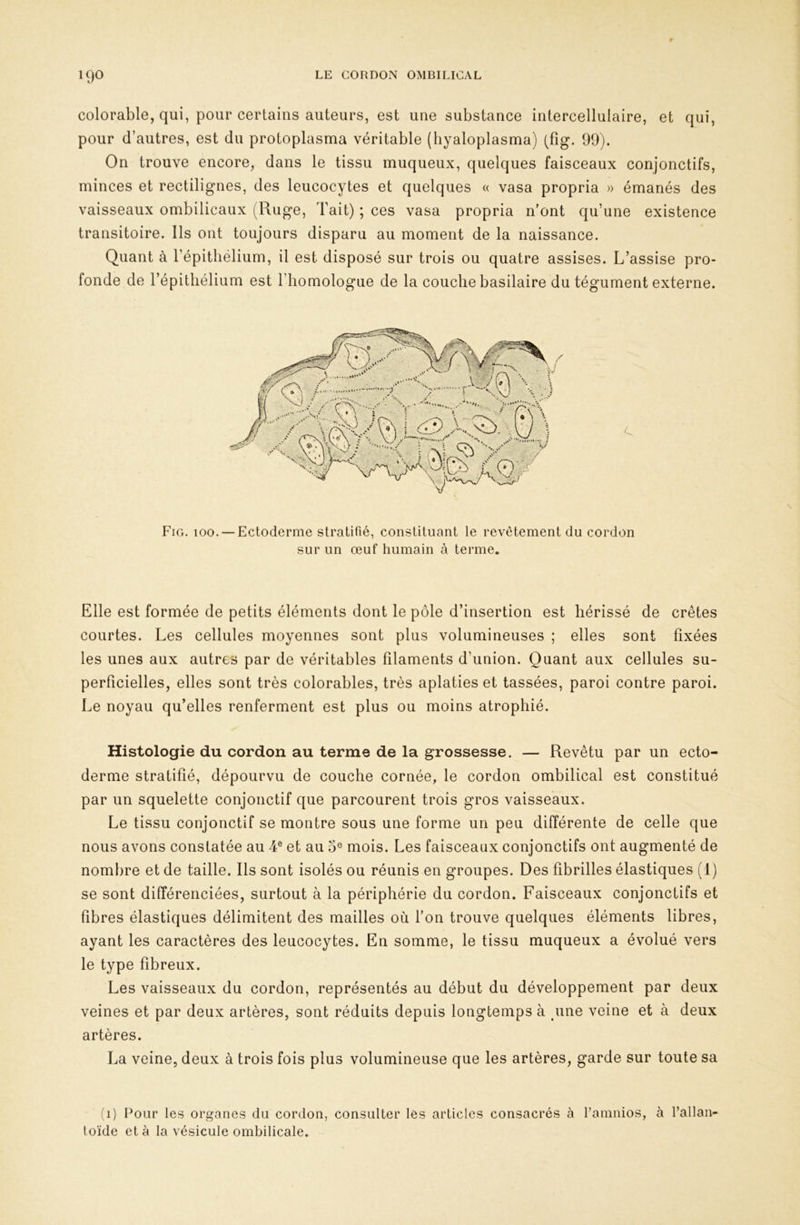 colorable, qui, pour certains auteurs, est une substance intercellulaire, et qui, pour d’autres, est du protoplasma véritable (hyaloplasma) (fig. 99). On trouve encore, dans le tissu muqueux, quelques faisceaux conjonctifs, minces et rectilignes, des leucocytes et quelques « vasa propria » émanés des vaisseaux ombilicaux (Ruge, Tait) ; ces vasa propria n'ont qu’une existence transitoire. Ils ont toujours disparu au moment de la naissance. Quant à l’épithélium, il est disposé sur trois ou quatre assises. L’assise pro- fonde de l’épithélium est l’homologue de la couche basilaire du tégument externe. Fig. 100. —Ectoderme stratifié, constituant le revêtement du cordon sur un œuf humain à terme. Elle est formée de petits éléments dont le pôle d’insertion est hérissé de crêtes courtes. Les cellules moyennes sont plus volumineuses ; elles sont fixées les unes aux autres par de véritables filaments d’union. Quant aux cellules su- perficielles, elles sont très colorables, très aplaties et tassées, paroi contre paroi. Le noyau qu’elles renferment est plus ou moins atrophié. Histologie du cordon au terme de la grossesse. — Revêtu par un ecto- derme stratifié, dépourvu de couche cornée, le cordon ombilical est constitué par un squelette conjonctif que parcourent trois gros vaisseaux. Le tissu conjonctif se montre sous une forme un peu différente de celle que nous avons constatée au 4® et au 5® mois. Les faisceaux conjonctifs ont augmenté de nombre et de taille. Ils sont isolés ou réunis en groupes. Des fibrilles élastiques (1) se sont différenciées, surtout à la périphérie du cordon. Faisceaux conjonctifs et fibres élastiques délimitent des mailles où fon trouve quelques éléments libres, ayant les caractères des leucocytes. En somme, le tissu muqueux a évolué vers le type fibreux. Les vaisseaux du cordon, représentés au début du développement par deux veines et par deux artères, sont réduits depuis longtemps à une veine et à deux artères. La veine, deux à trois fois plus volumineuse que les artères, garde sur toute sa (i) Pour les organes du cordon, consulter les articles consacrés à ramnios, à l’allan- toïde et à la vésicule ombilicale.
