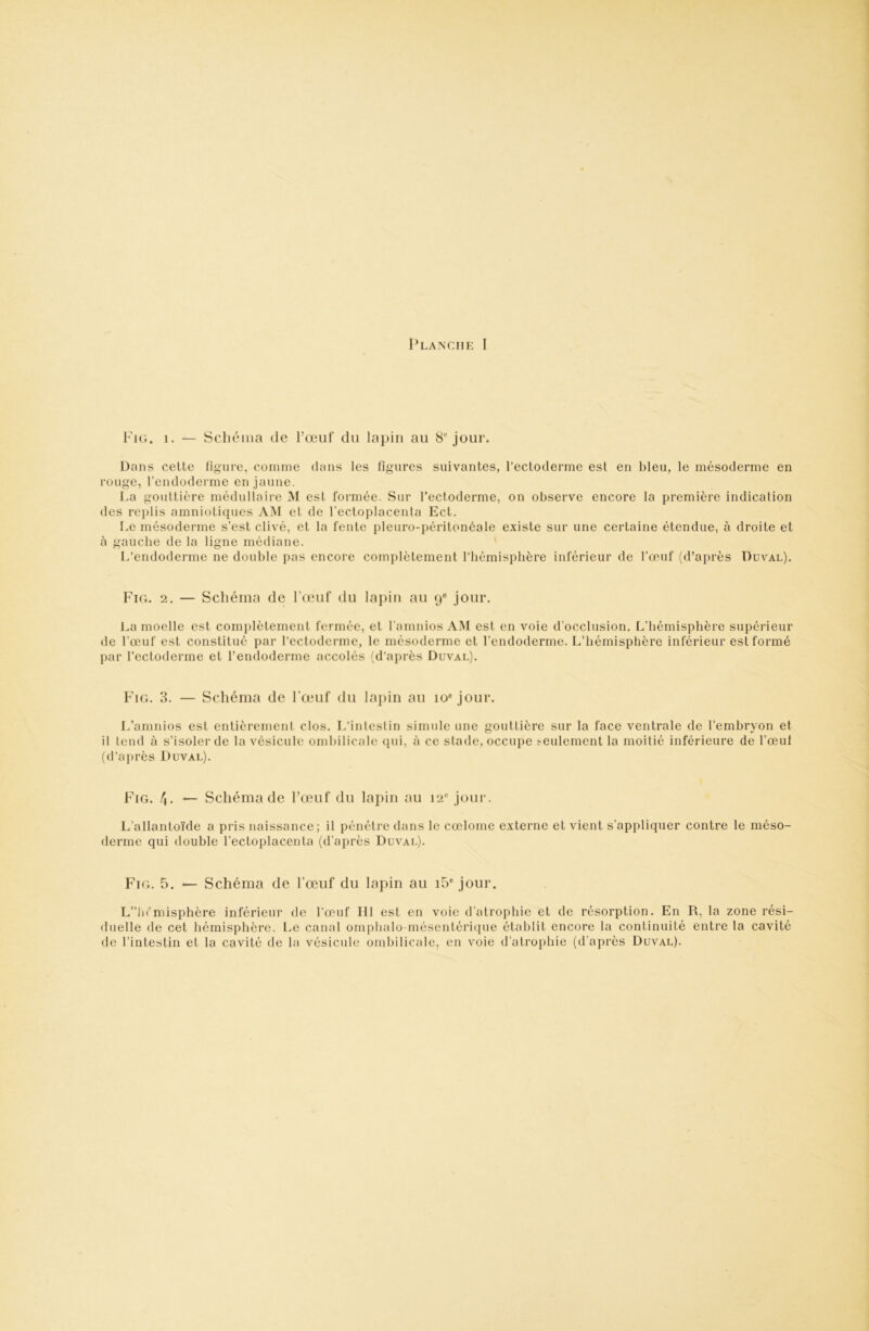 Fig. 1. — Schéma de l’œuf du lapin au 8“ jour. Dans cette figure, coinnie dans les figures suivantes, l’ectoderme est en bleu, le mésoderme en rouge, l’endoderme en jaune. I.a gouttière médullaire M est formée. Sur l’ectoderme, on observe encore la première indication des rej)lis amniotiques AM et de l’ectoplacenta Ect. Le mésodei'ine s’est clivé, et la fente pleuro-péritonéale existe sur une certaine étendue, à droite et h gauche de la ligne médiane. L’endoderme ne double pas encore complètement l’hémisphère inférieur de l’œuf (d’après Duval). Fig. 2. — Schéma de l'œuf du lapin au 9® jour. La moelle est complètement fermée, et l’amnios AM est en voie d’occlusion. L’hémisphère supérieur de l’œuf est constitué par l’ectoderme, le mésoderme et l’endoderme. L’hémisphère inférieur est formé par l’ectoderme et l’endoderme accolés (d’après Duval). Fig. 3. — Schéma de l'œuf du lapin au 10“ jour. L’amnios est entièrement clos. L’inleslin simule une gouttière sur la face ventrale de l’embryon et il tend à s’isoler de la vésicule ombilicale (pii, à ce stade, occupe seulement la moitié inférieure de l’œut (d’après Duval). Fig. /J. — Schéma de l’œuf du lapin au 12® jour. L’allantoïde a pris naissance; il pénétre dans le cœlome externe et vient s’appliquer contre le méso- derme qui double l’ectoplacenta (d’après Duval). Fig. 5. — Schéma de l’œuf du lapin au i5® jour. L”h('misphère inférieur de l'œuf III est en voie d’atrophie et de résorption. En R, la zone rési- duelle de cet hémisphère. Le canal om[)halo-mésentérique établit encore la continuité entre la cavité de l’intestin et la cavité de la vésicule ombilicale, en voie d’atrophie (d’après Duval).