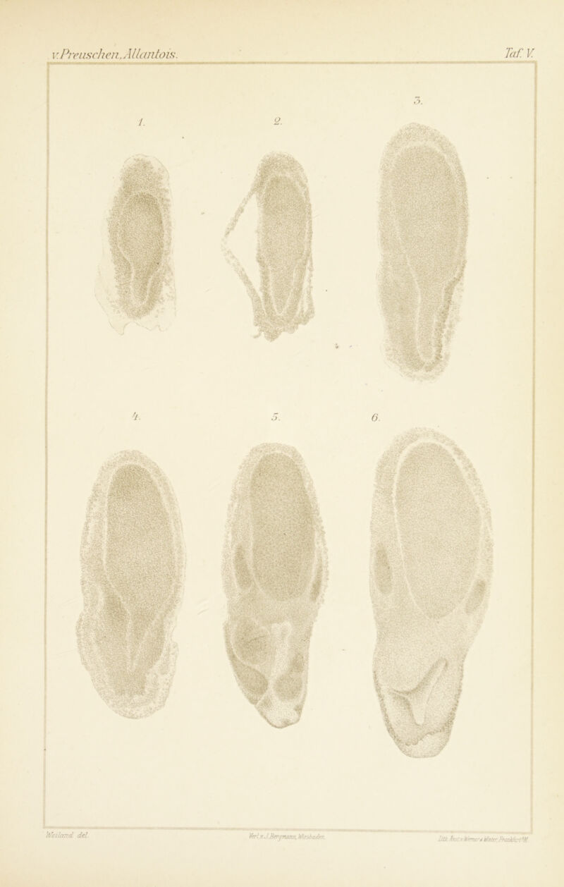 vPreuschen,Ällcmtois. Weiland del. Taf. V. Verl. v. JBergmam, Wiesbaden. litk.hsty.Wemer* Weier, Frankfurt?)!.