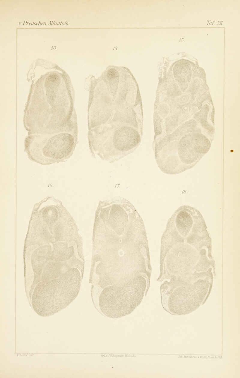 Weilar.il. del Vtrl v J FBerqmam Wesbaden Lüh fastvLWenur i Votier, Frankkrt^K.