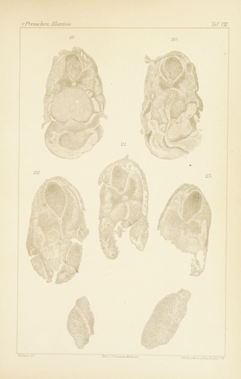 v.PreuscheiiAllardois. Taf. VUl.