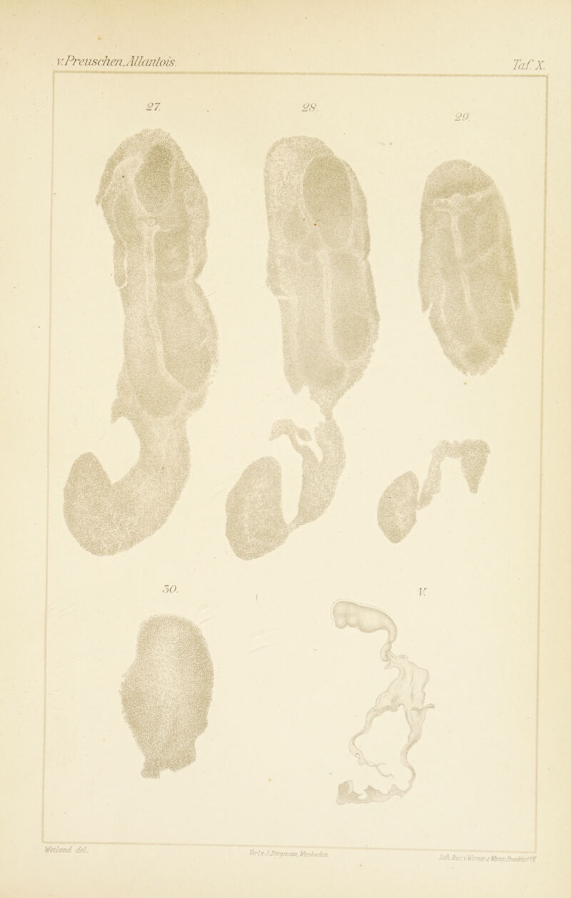 v PreuschenMlantois. jaf x.