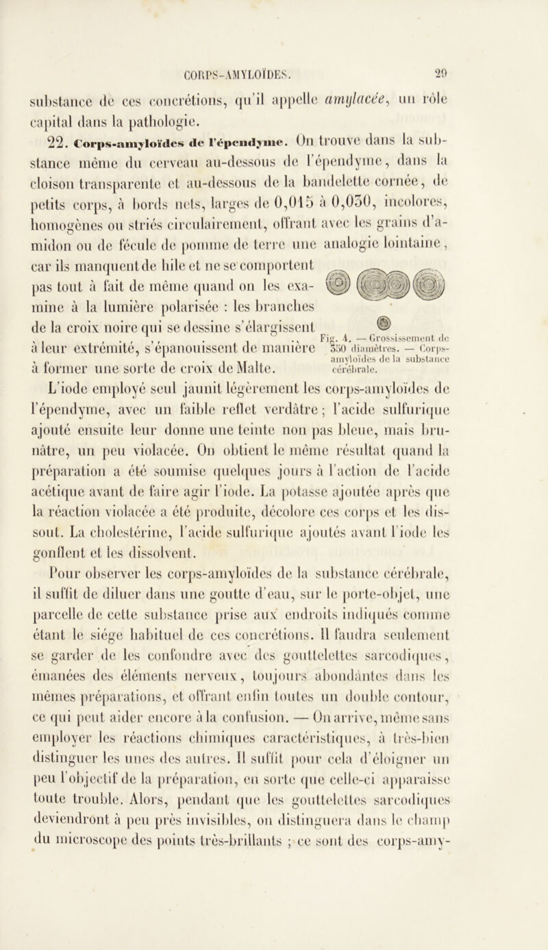 CORPS-AMYLOÏDES. 20 substance de ces concrétions, qu’il appelle amylacée, un rôle capital dans la pathologie. 2*2. Corps-amyloïdes de l'épendyme. Oïl tPOUVC dans la sub- stance même du cerveau au-dessous de l’épendyine, dans la cloison transparente et au-dessous delà bandelette cornée, de petits corps, à bords nets, larges de 0,015 a 0,050, incolores, homogènes ou striés cireulairement, offrant avec les grains d a- midon ou de fécule de pomme de terre une analogie lointaine, car ils manquentde bile et ne se comportent pas tout à fait de même quand on les exa- mine à la lumière polarisée : les branches de la croix noire qui se dessine s’élargissent , . , . i •' Fig. 4. — Grossissement de a leur extrémité, s épanouissent de manière 350 diamètres. — corps- , „ , . . _ r i amyloïdes de la substance a tonner une sorte de croix de Malte. cérébrale. L’iode employé seul jaunit légèrement les corps-amyloïdes de l’épendyme, avec un faible reflet verdâtre ; l’acide sulfurique ajouté ensuite leur donne une teinte non pas bleue, mais bru- nâtre, un peu violacée. On obtient le même résultat quand la préparation a été soumise quelques jours à l’action de l’acide acétique avant de faire agir l’iode. La potasse ajoutée après que la réaction violacée a été produite, décolore ces corps et les dis- sout. La cholestérine, l’acide sulfurique ajoutés avant 1 iode les gonflent et les dissolvent. Pour observer les corps-amyloïdes de la substance cérébrale, il suffit de diluer dans une goutte d’eau, sur le porte-objet, une parcelle de cette substance prise aux endroits indiqués comme étant le siège habituel de ces concrétions. Il faudra seulement se garder de les confondre avec des gouttelettes sarcodiques, émanées des éléments nerveux, toujours abondantes dans les mêmes préparations, et offrant enfin toutes un double contour, ce qui peut aider encore à la confusion. — On arrive, même sans employer les réactions chimiques caractéristiques, à très-bien distinguer les unes des autres. Il suffit pour cela d’éloigner un peu l’objectif de la préparation, en sorte que celle-ci apparaisse toute trouble. Alors, pendant que les gouttelettes sarcodiques deviendront à peu près invisibles, on distinguera dans le champ du microscope des points très-brillants ; ce sont des corps-amy-