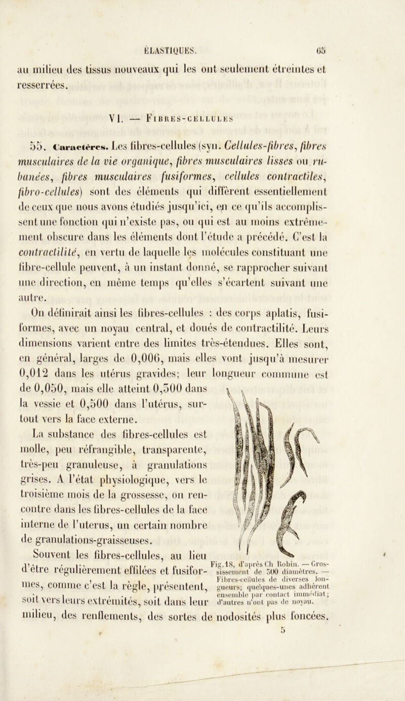 au milieu des tissus nouveaux qui les ont seulement étreintes et resserrées. VI. — Fibres-cellules 55. Caractères. Les fibres-cellules (syn. Cellules-fibres, fibres musculaires de la vie organique, fibres musculaires lisses ou ru- banées, fibres musculaires fusiformes, cellules contractiles, fibro-cellules) sont des éléments qui diffèrent essentiellement de ceux que nous avons étudiés jusqu’ici, en ce qu’ils accomplis- sent une fonction qui n’existe pas, ou qui est au moins extrême - ment obscure dans les éléments dont l’étude a précédé. C’est la contractilité, en vertu de laquelle les molécules constituant une fibre-cellule peuvent, à un instant donné, se rapprocher suivant une direction, en même temps qu’elles s’écartent suivant une autre. On définirait ainsi les fibres-cellules : des corps aplatis, fusi- formes, avec un noyau central, et doués de contractilité. Leurs dimensions varient entre des limites très-étendues. Elles sont, en général, larges de 0,006, mais elles vont jusqu’à mesurer 0,012 dans les utérus gravides; leur longueur commune est de 0,050, mais elle atteint 0,500 dans la vessie et 0,500 dans l’utérus, sur- tout vers la face externe. La substance des fibres-cellules est molle, peu réfrangible, transparente, très-peu granuleuse, à granulations grises. A l’état physiologique, vers le troisième mois de la grossesse, on ren- contre dans les fibres-cellules de la face interne de l’utérus, un certain nombre de granulations-graisseuses. Souvent les fibres-cellules, au lieu /ma, , Fig.18, d'après Ch Robin. — Gros- si etre régulièrement elhlees et fusifor- sîssement <ic :>oo diamètres. — , i , . , Fibres-eeilules de diverses lon- llies, COnilIie c est la règle, présentent, gueurs; quelques-unes adhèrent i , . , . ensemble par contact immédiat; SOU \ers leurs extrémités, soit clans leur d’autres n’ont pas de noyau, milieu, des renflements, des sortes de nodosités plus foncées.