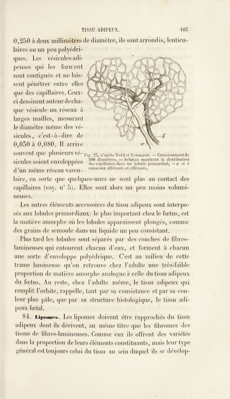 Grossissement de 0,250 à deux millimètres de diamètre, ils sont arrondis, lenticu- laires ou un peu polyédri- ques. Les vésicules-adi- peuses qui les forment sont contiguës et ne lais- sent pénétrer entre elles que des capillaires. Ceux- ci dessinent autour de cha- que vésicule un réseau à larges mailles, mesurant le diamètre même des vé- sicules, c’est-à-dire de 0,050 à 0,080. 11 arrive soin eut qilC plusicurS ^ e- yjg 55^ d’après Todd et l’owmann. 100 diamètres. — Schéma montrant la distribution SICUles SOieilt enveloppées des capillaii'es dans un lobule primordial; — a el 0 d’un même réseau vascu- vaisseaux afféreüts et efférents* laire, en sorte que quelques-unes ne sont plus au contact des capillaires (voy. n 5). Elles sont alors un peu moins volumi- neuses. Les autres éléments accessoires du tissu adipeux sont interpo- sés aux lobules primordiaux; le plus important chez le fœtus, est la matière amorphe où les lobules apparaissent plongés, comme des grains de semoule dans un liquide un peu consistant. Plus tard les lobules sont séparés par des couches de filmes- lamineuses qui entourent chacun d eux, cl forment à chacun une sorte d’enveloppe polyédrique. C’est au milieu de cette trame lamincuse qu’on retrouve chez l’adulte une très-faible proportion de matière amorphe analogue à celle du tissu adipeux du fœtus. Au reste, chez l’adulte même, le tissu adipeux qui remplit l’orbite, rappelle, tant par sa consistance et par sa cou- leur plus pâle, que par sa structure histologique, le tissu adi- peux fœtal. 84. Lipomes. Les lipomes doivent être rapprochés du tissu adipeux dont ils dérivent, au même titre que les fibromes des tissus de fibres-lamineuses. Comme eux ils offrent des variétés dans la proportion de leurs éléments constituants, mais leur type général est toujours celui du tissu au sein duquel ils se dévelop-