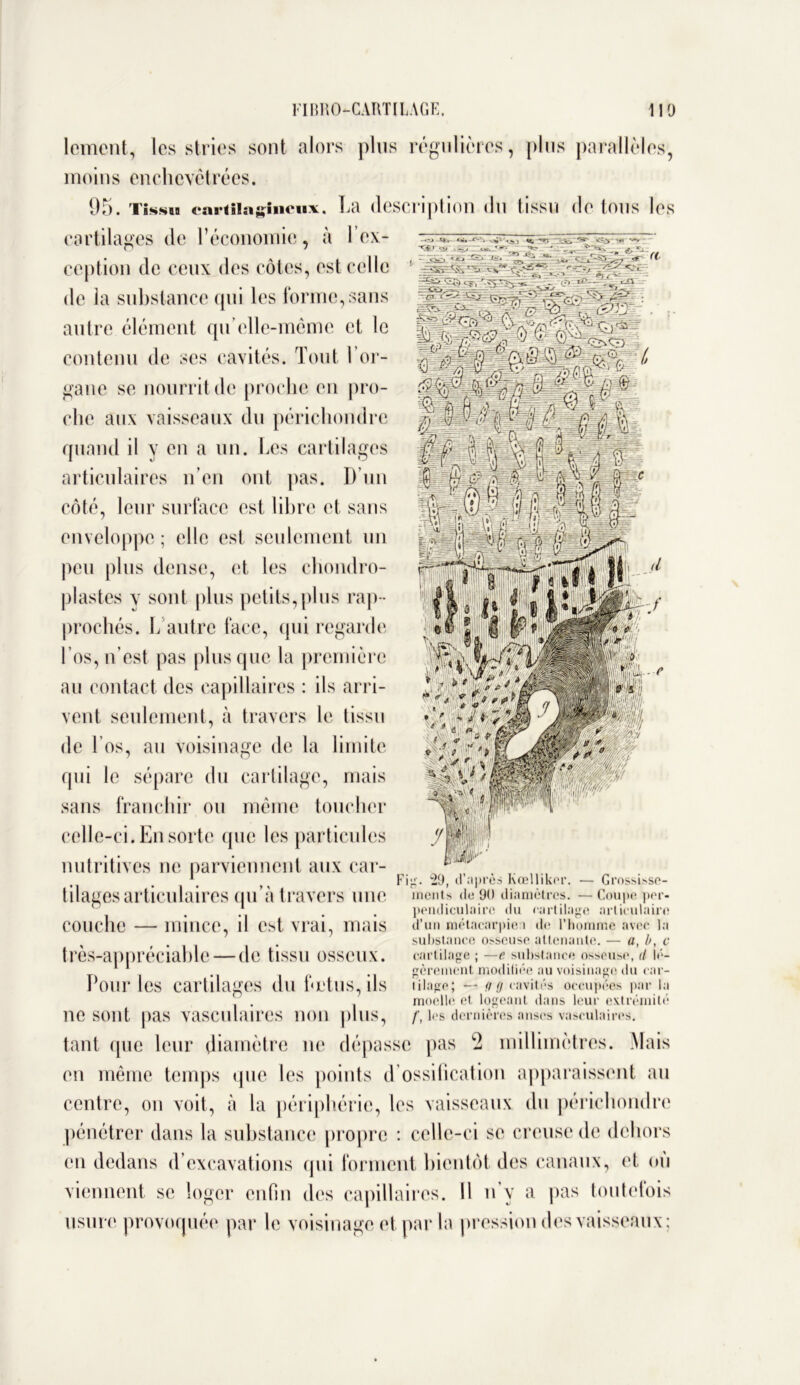 lement, les stries sont alors plus régulières, plus parallèles, moins enchevêtrées. 95. tîssbb cartilagineux. La description du tissu dotons les cartilages de l’économie, à Yex- ception de ceux des côtes, est celle 1 de la substance qui les forme, sans autre élément qu elle-même et le contenu de ses cavités. Tout l’or- gane se nourrit de proche en pro- che aux vaisseaux du périchondre quand il y en a un. Les cartilages articulaires n’en ont pas. D’un côté, leur surface est libre et sans enveloppe ; elle est seulement un peu plus dense, et les chondro- plastes v sont plus petits,plus rap- prochés. L autre face, qui regarde l’os, n’est pas plus que la première au contact des capillaires : ils arri- vent seulement, à travers le tissu de Los, au voisinage de la limite qui le sépare du cartilage, mais sans franchir ou même toucher celle-ci. En sorte que les particules nutritives ne parviennent aux car- \ ^ Fig. 29, d'après Ivœllikor. — Grossisso- tliages articulaires qu’à travers une ments de 90 diamètres. — coupe per- . . . . pendiculaire du cartilage articulaire couche — mince, il est vrai, mais d’un métaearpie 1 de l’homme avec la . substance osseuse attenante. — a, b, c très-appréciable — de tissu osseux. cartilage ; —e substance osseuse, il lé- 11 gèrernent modifiée au voisinage du car- Pour les cartilages du hetus, ils filage; — ////cavités occupées par la moelle et logeant dans leur extrémité ne sont, pas vasculaires non plus, f, les dernières anses vasculaires, tant que leur diamètre ne dépasse pas 2 millimètres. Mais en même temps que les points d ossification apparaissent an centre, on voit, à la périphérie, les vaisseaux du périchondre pénétrer dans la substance propre : celle-ci se creuse de dehors en dedans d’excavations qui forment bientôt des canaux, et ou viennent se loger enfin des capillaires. Il 11’y a pas toutefois usure provoquée par le voisinage et par la pression des vaisseaux;