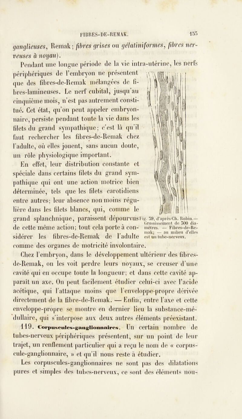 FIBRES-DE-REMAK. i r*r» ganglieuses, Remak; fibres grises ou gélatiniformes, fibres ner- veuses à noyau). Pendant une longue période de la vie intra-utérine, les nerfs périphériques de l’embryon ne présentent que des fibres-de-Remak mélangées de fi- bres-lamineuses. Le nerf cubital, jusqu’au cinquième mois, n’est pas autrement consti- tué. Cet état, qu’on peut appeler embryon- naire, persiste pendant toute la vie dans les filets du grand sympathique; c’est là qu'il faut rechercher les fîbres-de-Remak chez l’adulte, où elles jouent, sans aucun doute, un rôle physiologique important. En effet, leur distribution constante et spéciale dans certains filets du grand sym- pathique qui ont une action motrice bien déterminée, tels que les filets carotidiens entre autres; leur absence non moins régu- lière dans les filets blancs, qui, comme le grand splanchnique, paraissent dépourvus Fi^- r>9, d’après ch. Robin.— 1 A , , Grossissement de 500 dia- de cette meme action; tout cela porte a con- mètres. — Fibres-de-Re- _ , i i mak; — au milieu d’elles sidérer les hbres-de-Kemak de 1 adulte est un tube-nerveux. comme des organes de motricité involontaire. Chez l’embryon, dans le développement ultérieur des fibres- de-Remak, on les voit perdre leurs noyaux, se creuser d’une cavité qui en occupe toute la longueur; et dans cette cavité ap- paraît un axe. On peut facilement étudier celui-ci avec l’acide acétique, qui l’attaque moins que f enveloppe-propre dérivée directement de la fibre-de-Remak. — Enfin, entre l’axe et cette enveloppe-propre se montre en dernier lieu la substance-mé- dullaire, qui s’interpose aux deux autres éléments préexistant. 119. CorpusciiieK-gaiigiionnaireN. Un certain nombre de tubes-nerveux périphériques présentent, sur un point de leur trajet, un renflement particulier qui a reçu le nom de « corpus- cule-ganglionnaire, » et qu’il nous reste à étudier. Les corpuscules-ganglionnaires ne sont pas des dilatations pures et simples des tubes-nerveux, ce sont des éléments non-