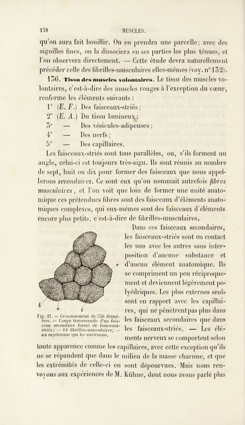 1° 9° AA 0° 4° KO qu’on aura fait bouillir. On en prendra une parcelle; avec des aiguilles fines, on la dissociera en ses parties les plus tenues, et l’on observera directement. — Cette étude devra naturellement précéder celle des fibrilles-musculaires elles-mêmes (voy. n° 132). 136. Tissu des muscles volontaires. Le tissu des muscles vo- lontaires, c’est-à-dire des muscles rouges à l’exception du cœur, renferme les éléments suivants : (E. F.) Des faisceaux-striés; (E. A.) Du tissu lamineux^ — Des vésicules-adipcuses ; — Des nerfs ; — Des capillaires. Les faisceaux-striés sont tons parallèles, ou, s’ils forment un angle, celui-ci est toujours très-aigu. Ils sont réunis au nombre de sept, huit ou dix pour former des faisceaux que nous appel- lerons secondaires. Ce sont eux qu’on nommait autrefois fibres musculaires, et l’on voit que loin de former une unité anato- mique ces prétendues fibres sont des faisceaux d’éléments anato- miques complexes, qui eux-mêmes sont des faisceaux d’éléments encore plus petits, c’est-à-dire de fibrilles-musculaires.. Dans ces faisceaux secondaires, les faisceaux-striés sont en contact les uns avec les autres sans inter- position d’aucune substance et d’aucun élément anatomique. Ils se compriment un peu réciproque- ment et deviennent légèrement po- lyédriques. Les plus externes seuls sont en rapport avec les capillai- res, qui ne pénèt rent pas plus dans les faisceaux secondaires que dans les faisceaux-striés. — Les élé- ments nerveux se comportent selon toute apparence comme les capillaires, avec cette exception qu’ils ne se répandent que dans le milieu de la masse charnue, et que les extrémités de celle-ci en sont dépourvues. Mais nous ren- voyons aux expériences de M. Iüilme, dont nous avons parlé plus Fig. 17. — Grossissement de 350 diamè- tres. — Coupe transversale d’un fais- ceau secondaire formé de faisceaux- striés; — bb fibrilles-musculaires; — a a myolemme qui les environne.