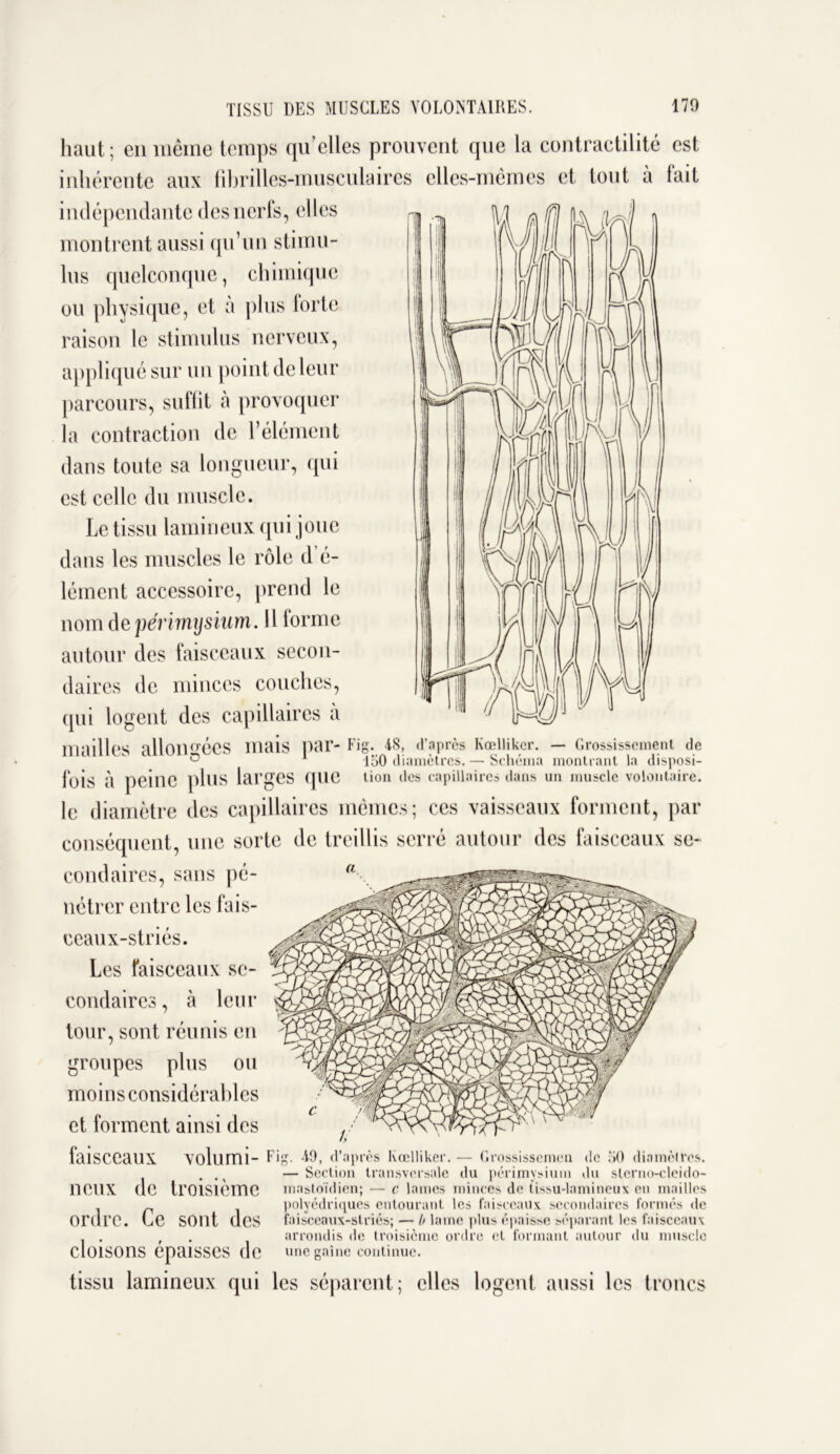 haut; en même temps qu’elles prouvent que la contractilité est inhérente aux fihrilles-musculaires elles-mêmes et tout a lait indépendante des nerfs, elles montrent aussi qu’un stimu- lus quelconque, chimique ou physique, et à plus forte raison le stimulus nerveux, appliqué sur un point de leur parcours, suffit à provoquer la contraction de l’élément dans toute sa longueur, qui est celle du muscle. Le tissu lamineux qui joue dans les muscles le rôle d é- lément accessoire, prend le nom de périmysium. Il lorme autour des faisceaux secon- daires de minces couches, (pii logent des capillaires a mailles allongées mais par- Fig. IS, d’après Kœlliker. — Grossissement de ° A 150 diamètres. — Schéma montrant la disposi- fois à peillC plus larges que tion des capillaires dans un muscle volontaire. le diamètre des capillaires mêmes; ces vaisseaux forment, par conséquent, une sorte de treillis serré autour des faisceaux se- condaires, sans pé- nétrer entre les fais- ceaux-striés. Les faisceaux se- condaires, à leur tour, sont réunis en groupes plus ou moins considérables et forment ainsi des faisceaux volumi- Fig. 49, d’après Kœlliker. — Grossissement de 50 diamèires. . . ( — Section transversale du périmysium du slerno-cleido- 110UX (le troisième mastoïdien; — c lames minces de tissu-lamineux en mailles polyédriques entourant les faisceaux secondaires formés de ordre. Le sont de S faisccaux-striés; — l> lame plus épaisse séparant les faisceaux , . , arrondis de troisième ordre et formant autour du muscle cloiSOllS épaisses de une gaine continue. tissu lamineux qui les séparent; elles logent aussi les troncs