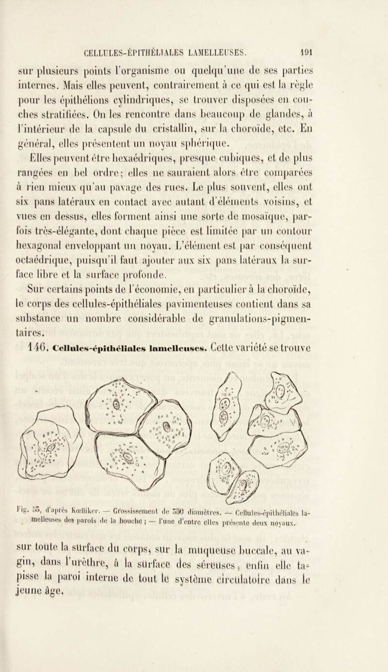 sur plusieurs points l’organisme ou quelqu’une de ses parties internes. Mais elles peuvent, contrairement à ce qui est la règle pour les épithélions cylindriques, se trouver disposées en con- ciles stratifiées. On les rencontre dans beaucoup de glandes, à l’intérieur de la capsule du cristallin, sur la choroïde, etc. En général, elles présentent un noyau sphérique. Elles peuvent ctre hexaédriques, presque cubiques, et de plus rangées en bel ordre ; elles ne sauraient alors être comparées à rien mieux qu’au pavage des rues. Le plus souvent, elles ont six pans latéraux en contact avec autant d’éléments voisins, et vues en dessus, elles forment ainsi une sorte de mosaïque, par- fois très-élégante, dont chaque pièce est limitée par un contour hexagonal enveloppant un noyau. L’élément est par conséquent octaédrique, puisqu’il faut ajouter aux six pans latéraux la sur- lace libre et la surface profonde. Sur certains points de l’économie, en particulier à la choroïde, le corps des cellules-épithéliales pavimenteuses contient dans sa substance un nombre considérable de granulations-pigmen- taires. 146, Cellules-épithéliales lamellcuses. Cette variété SCtrOllVC Fig. oô, d’après Kœllikci\ — Grossissement de o50 diamètres, tnelleuses des parois de la bouche j — l’une d'entre elles — Cellules-épithéliales la- présente deux noyaux. sur toute la sürface du corps* sur la muqUcUsc buccale gin, dans 1 urèthre, à la sürface des séreuses * enfin pisse la paroi interne de tout le système circulatoire jeune âge. , au va- che ta- dans le